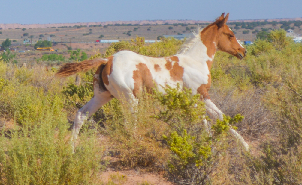APHA Sorrel Tobiano Filly
