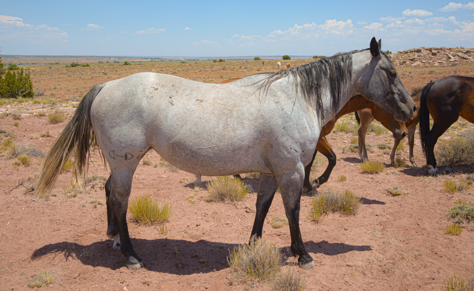 AQHA Blue Roan mare