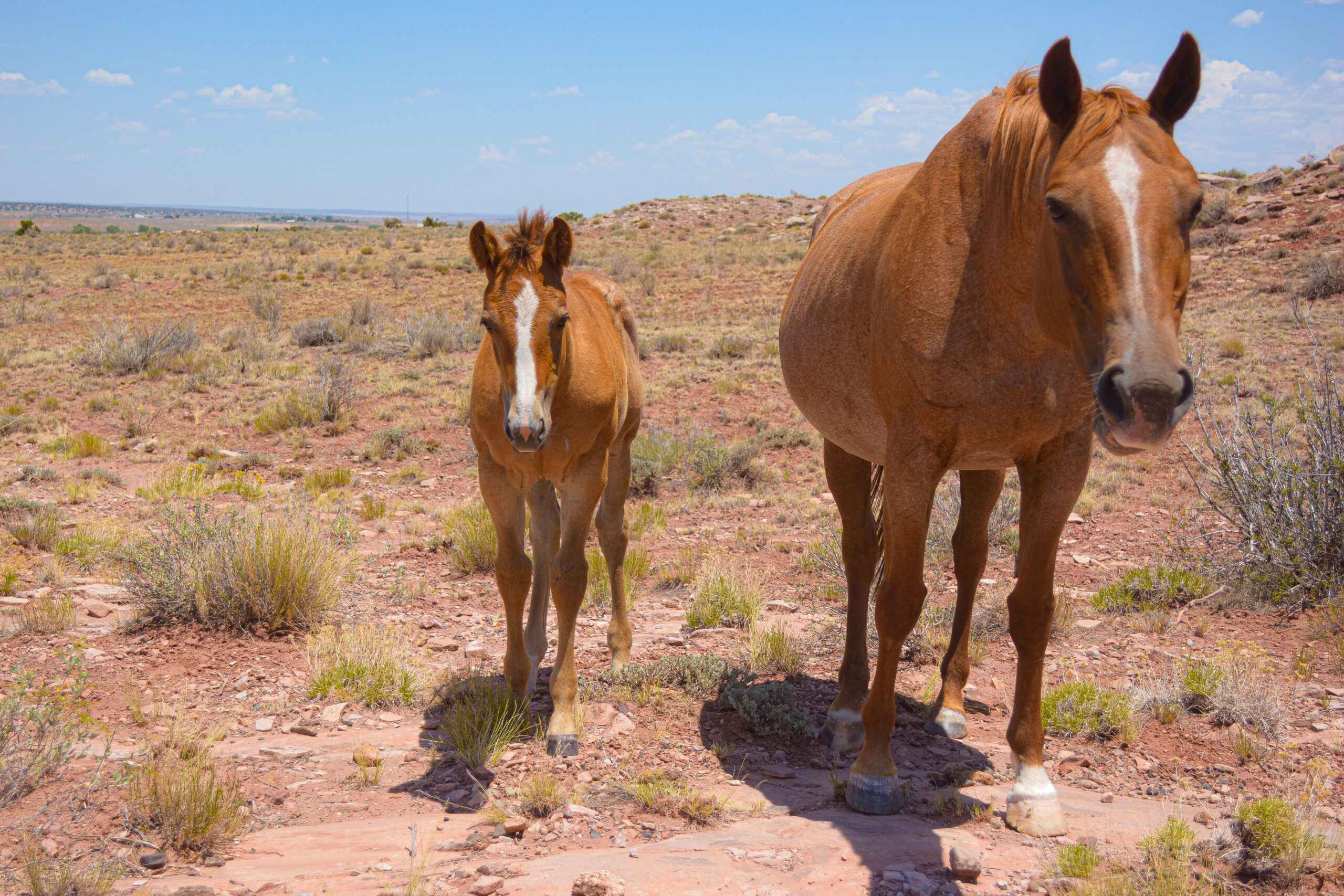 AQHA Strawberry Roan Mare