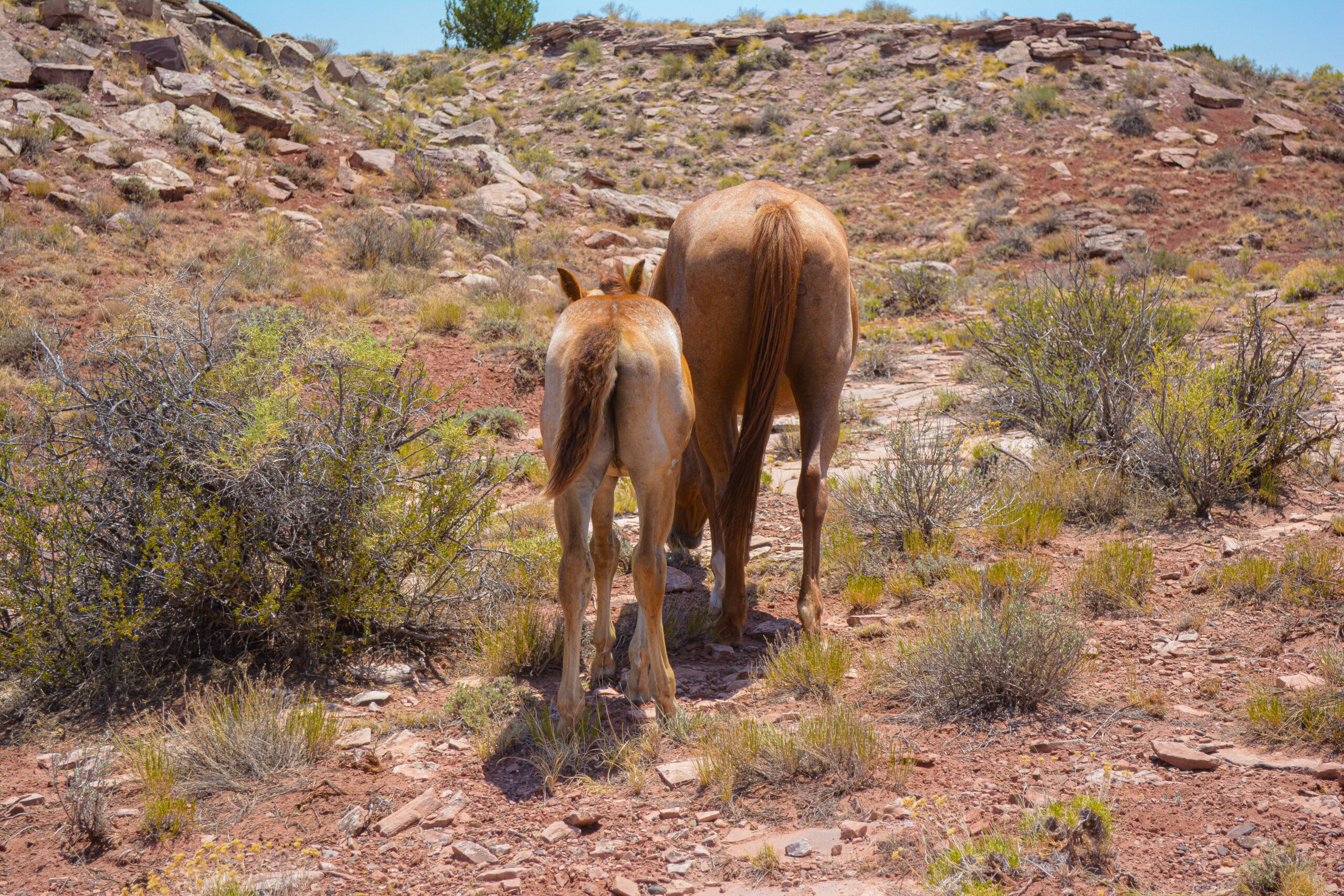 AQHA Strawberry Roan Mare