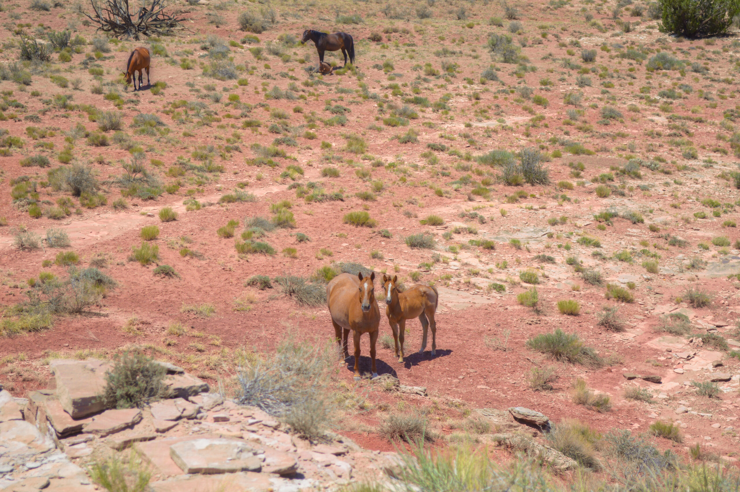 AQHA Strawberry Roan Mare