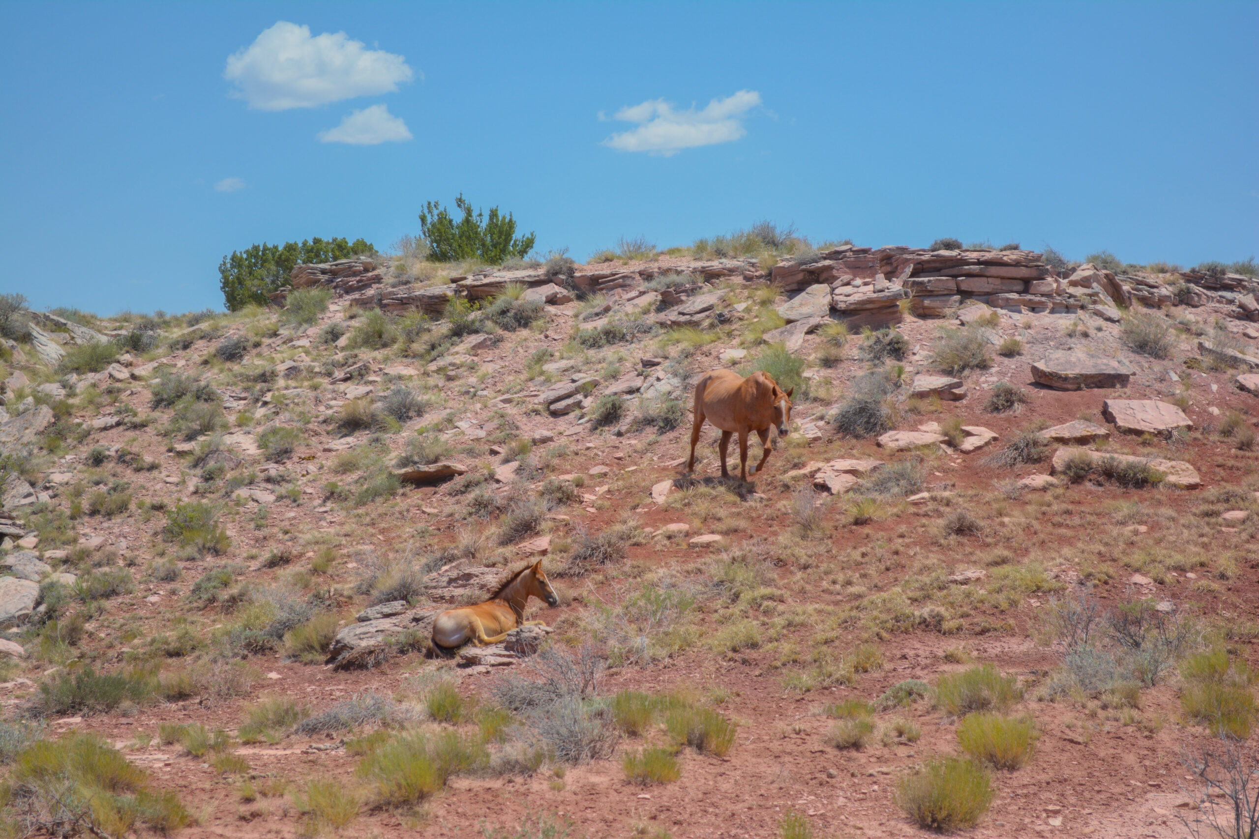 AQHA Strawberry Roan Mare