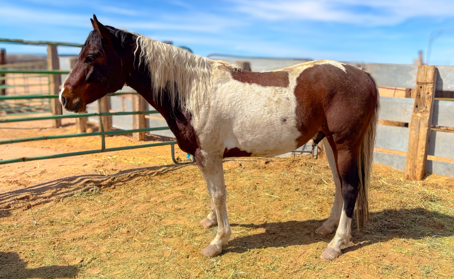 APHA Bay Tobiano Stallion