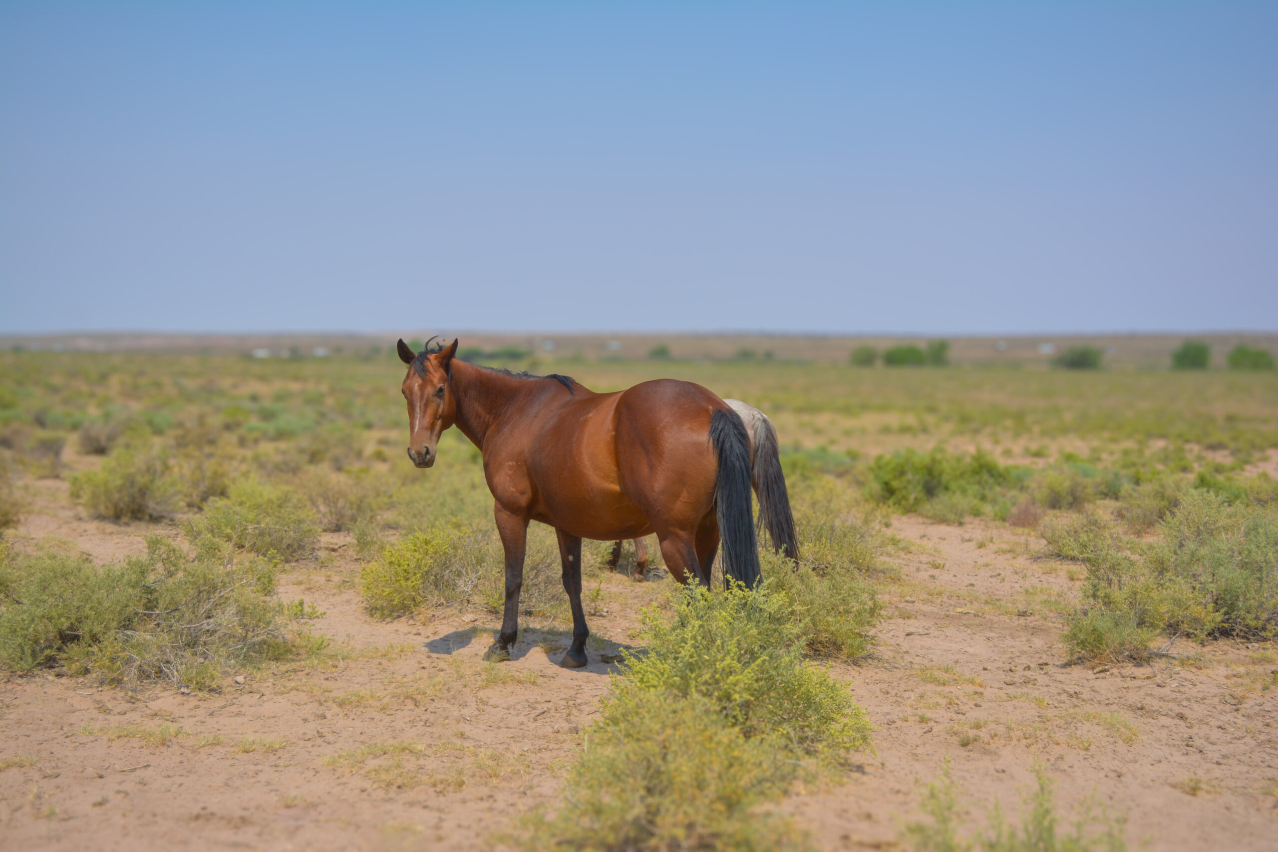 AQHA Bay Mare
