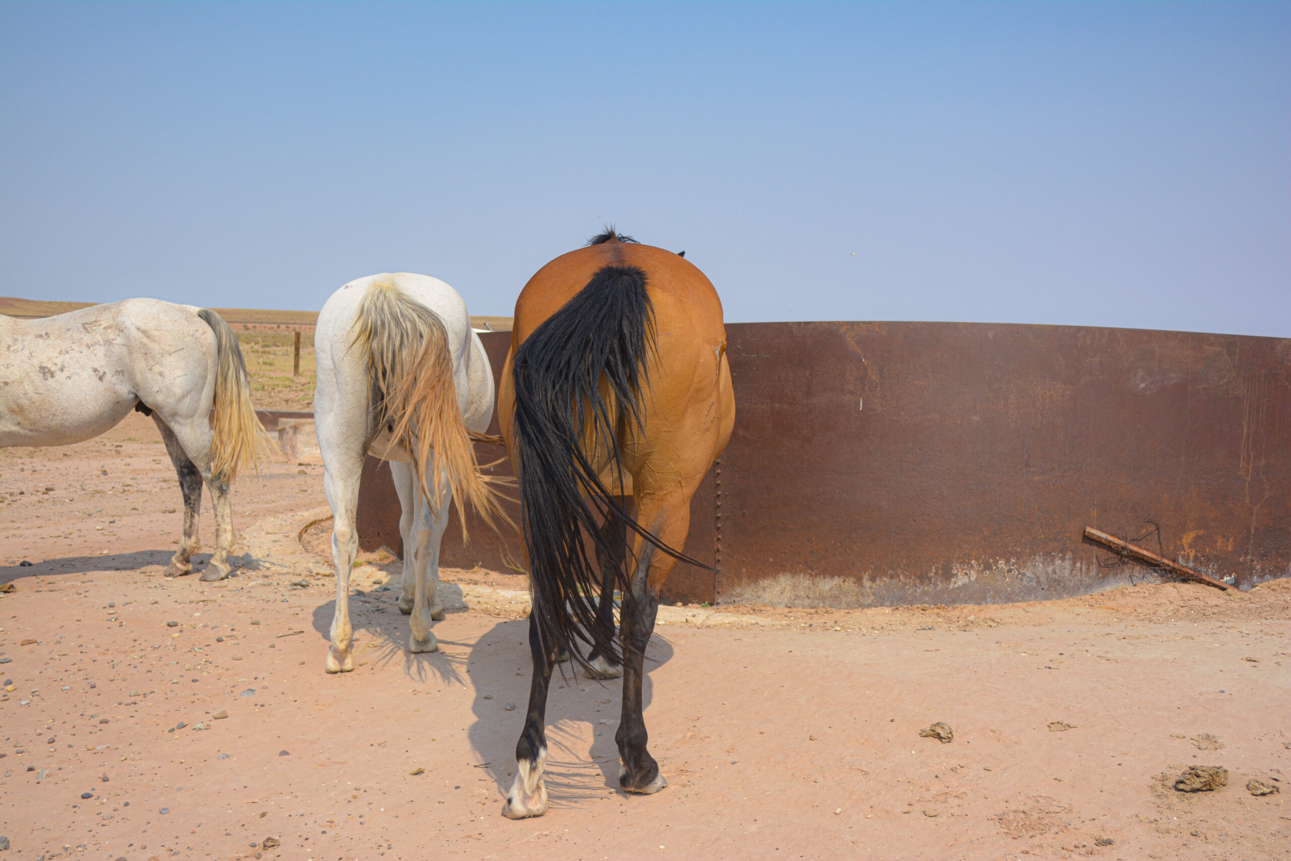 AQHA Bay Mare