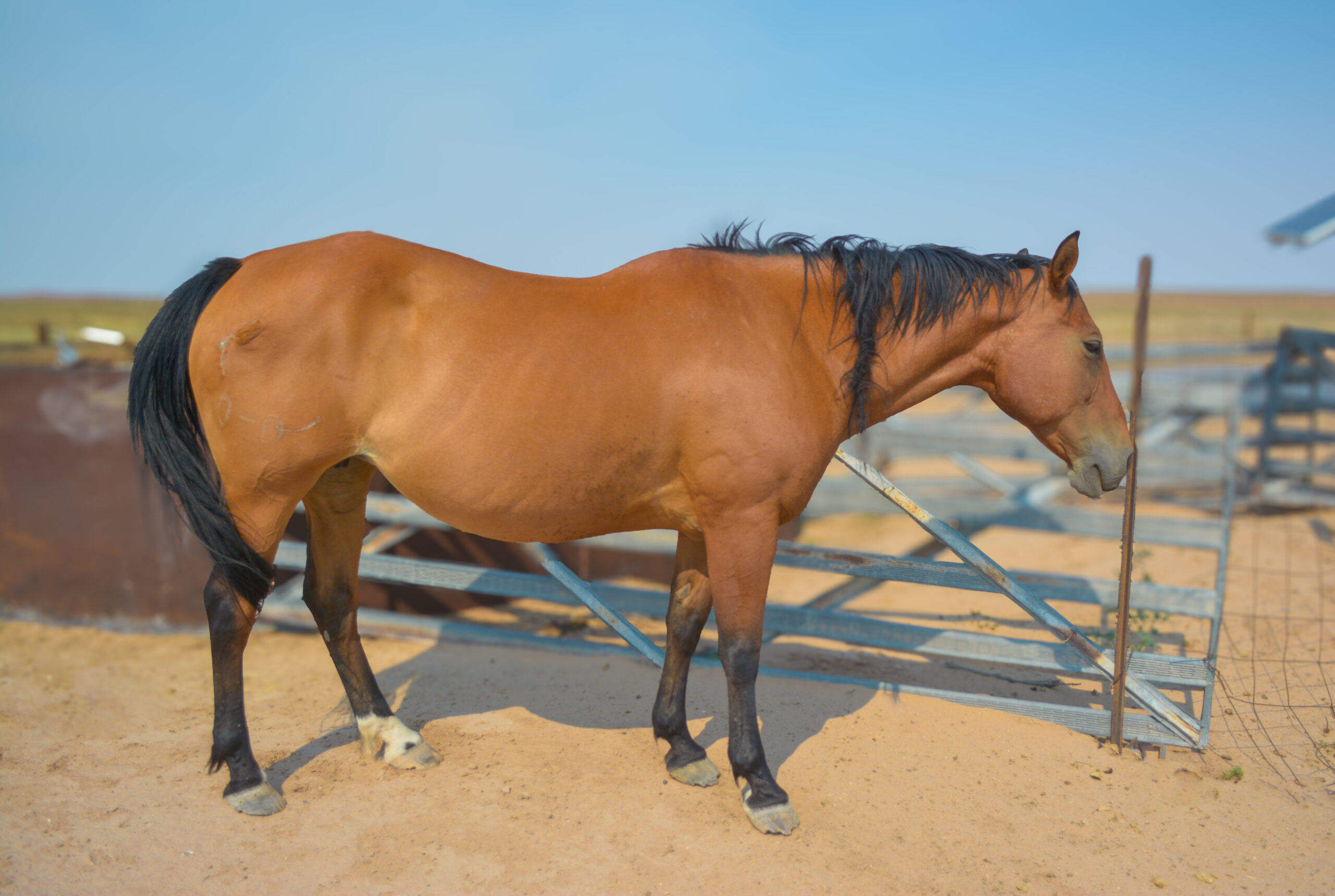 AQHA Bay Mare