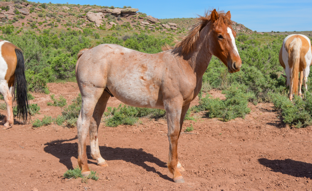 Blue Annie 2019 Colt GS