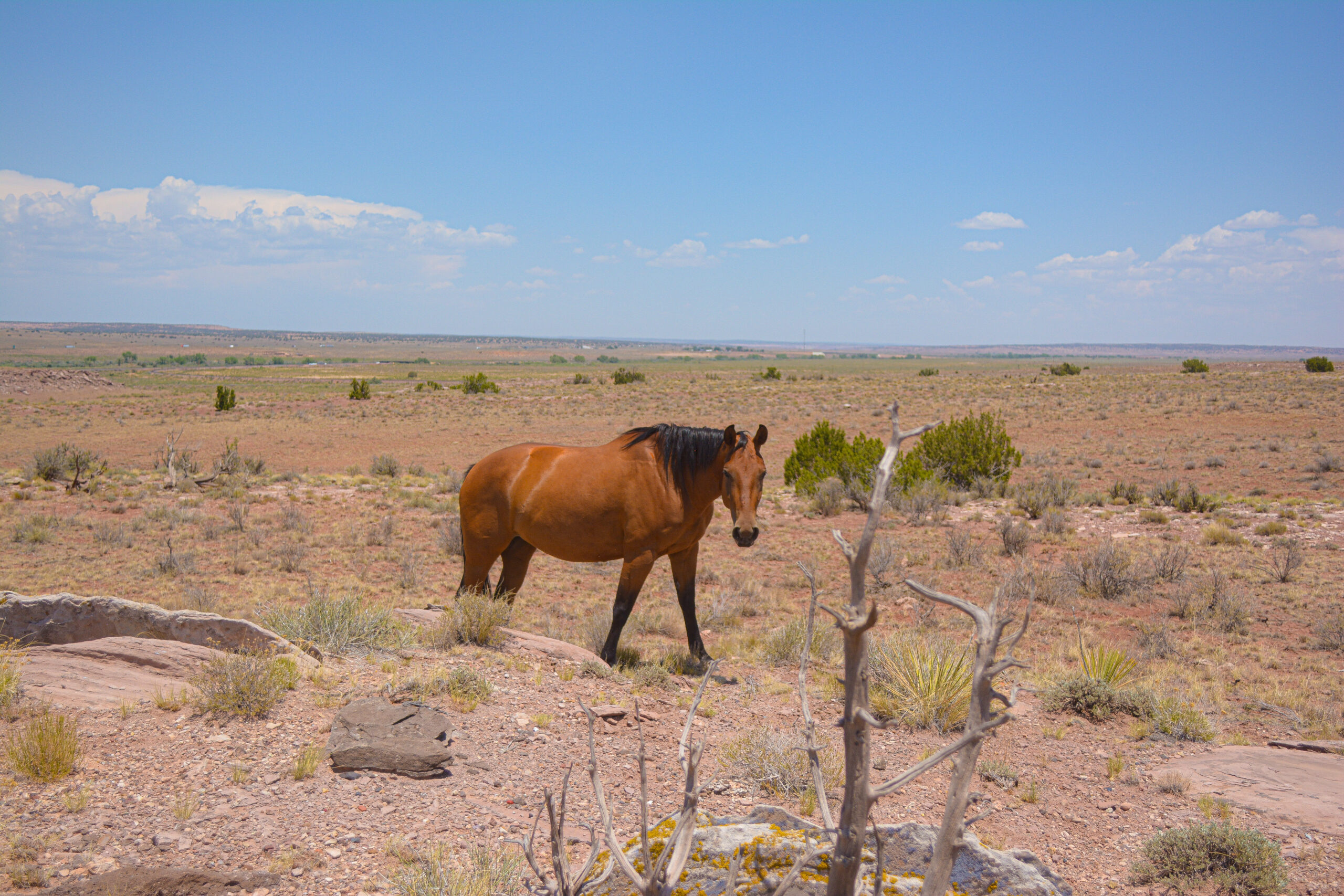 AQHA Bay Mare
