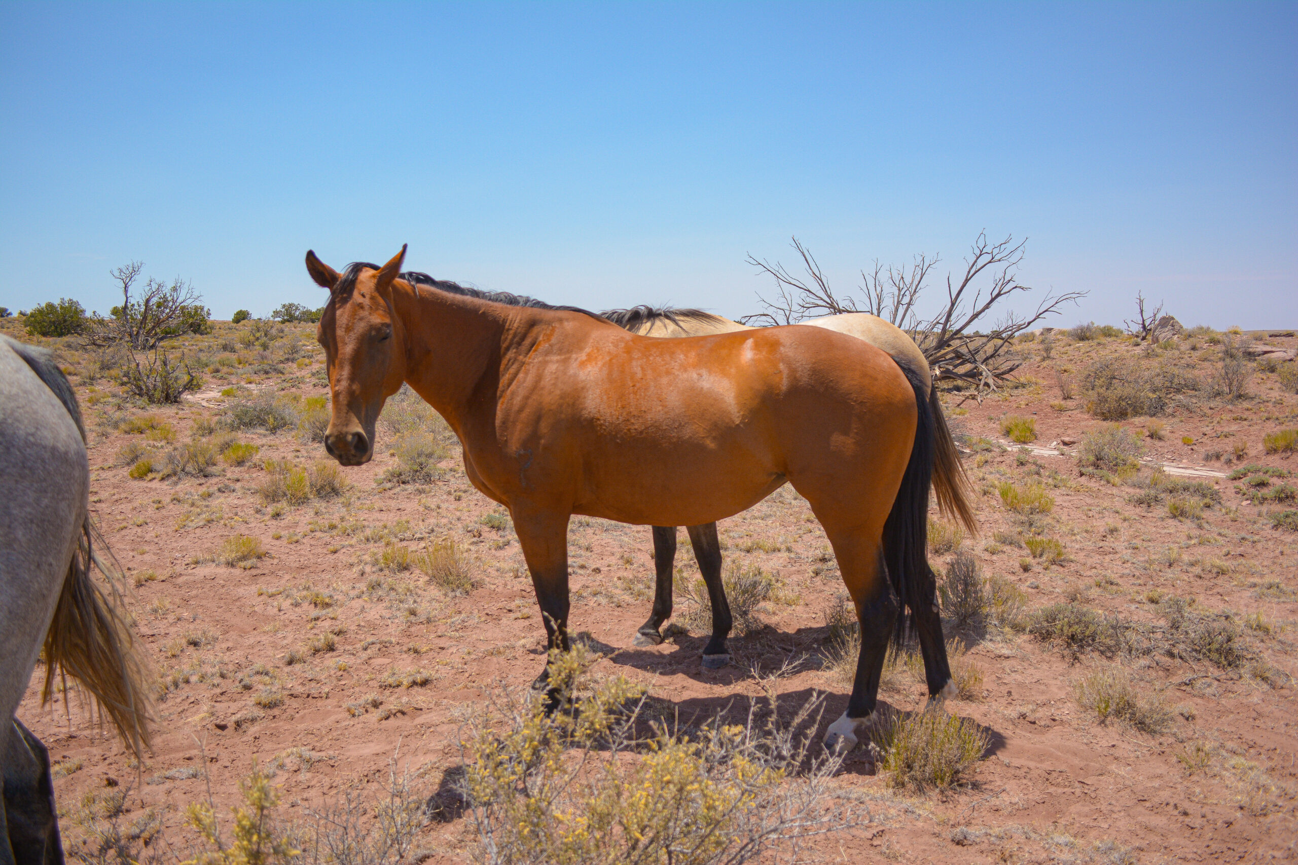 AQHA Bay Mare