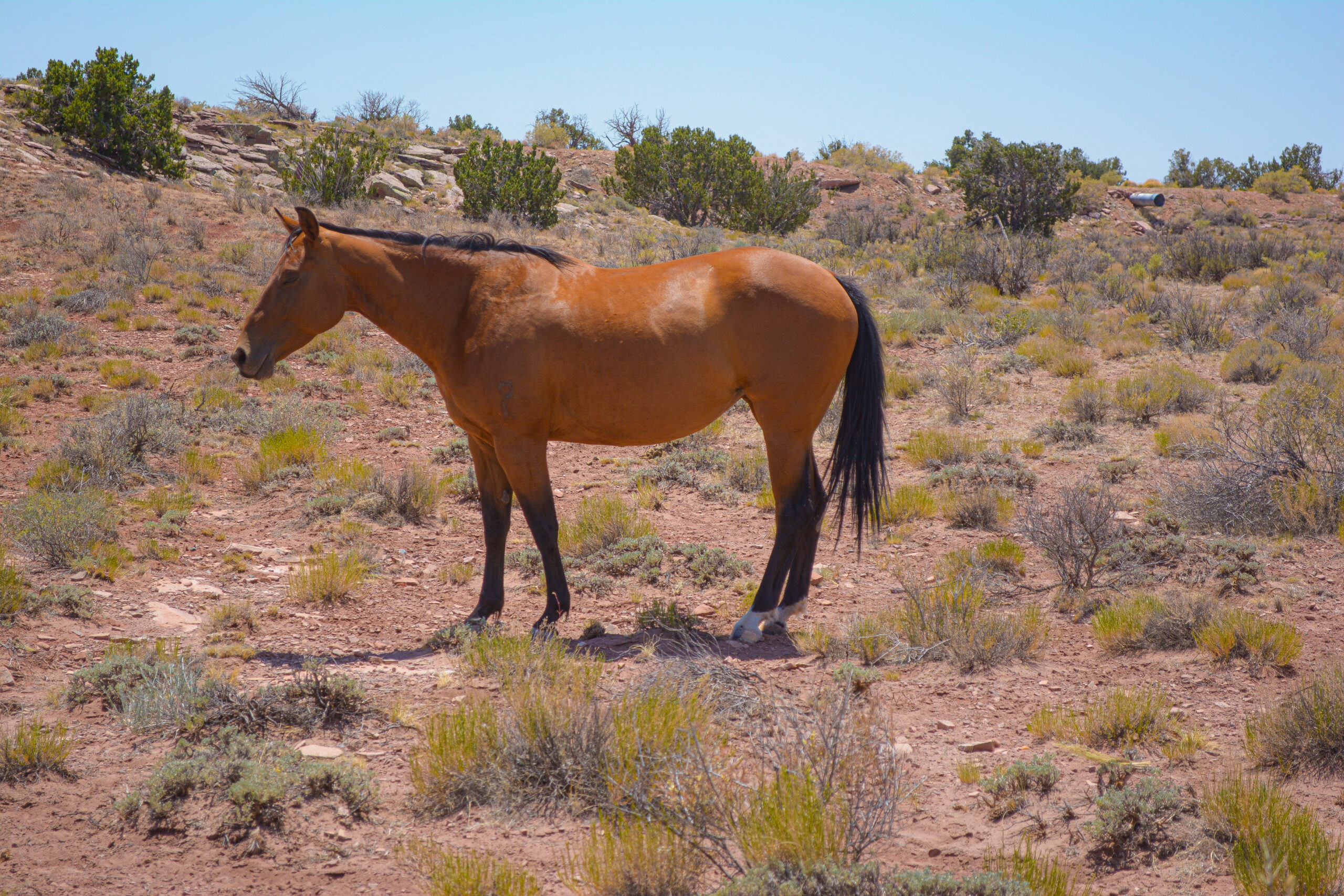 AQHA Bay Mare