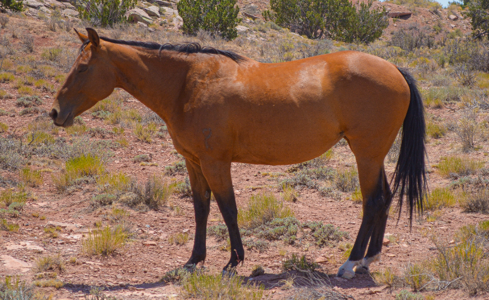 AQHA Bay Mare