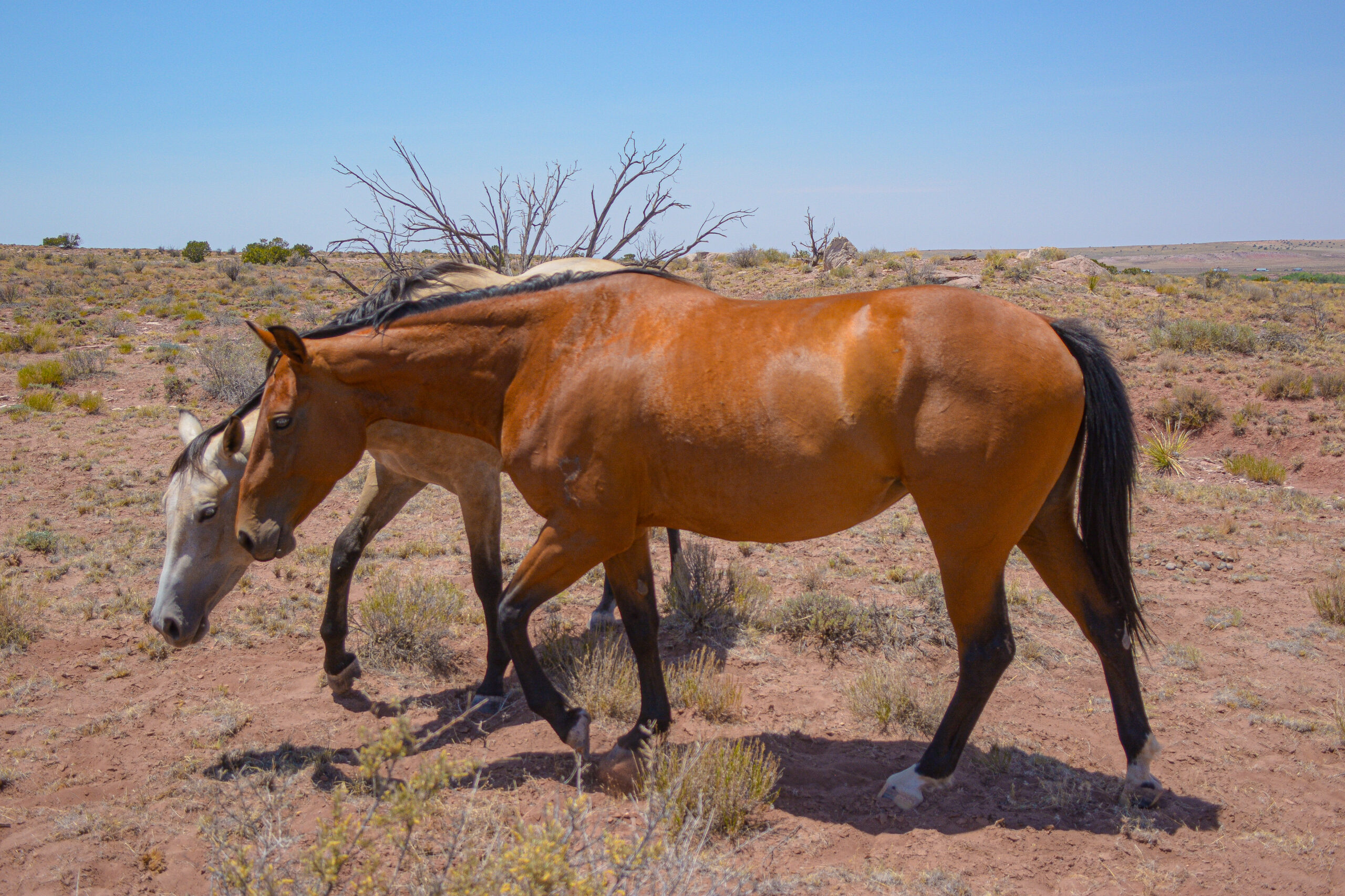 AQHA Bay Mare