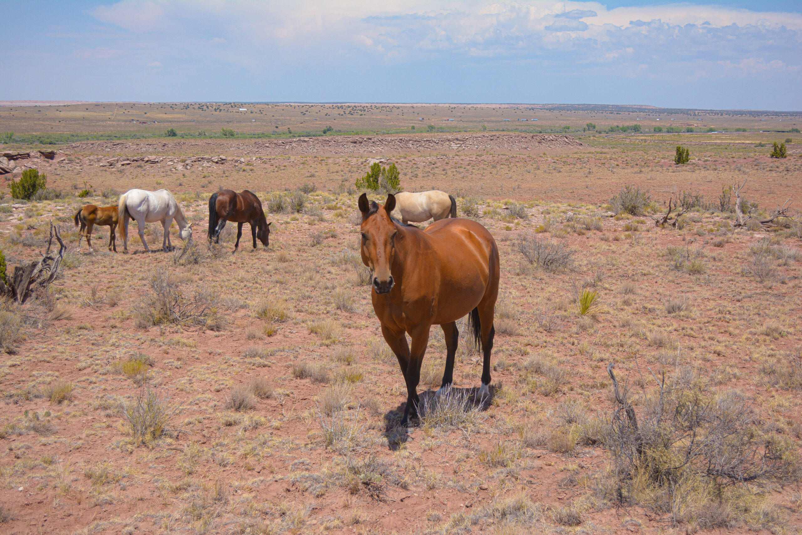 AQHA Bay Mare