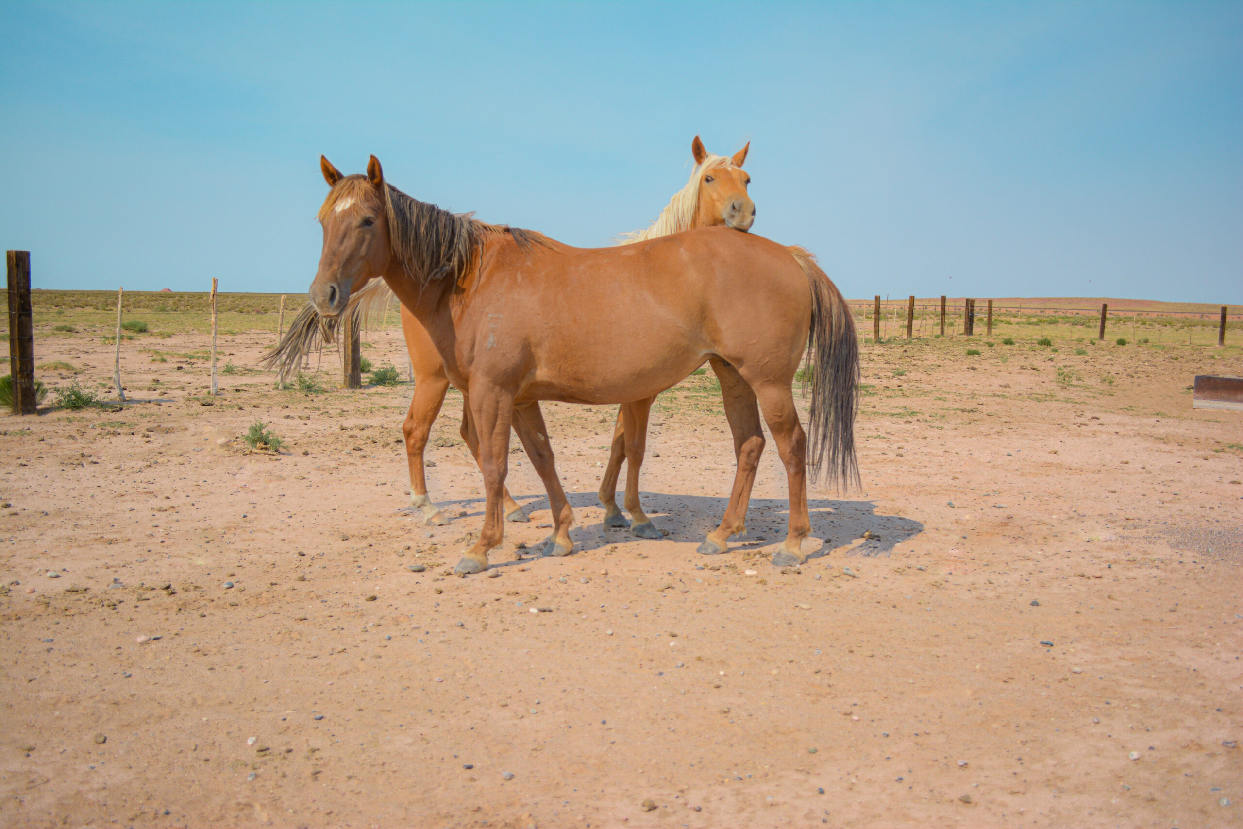 AQHA Red Dun Mare 