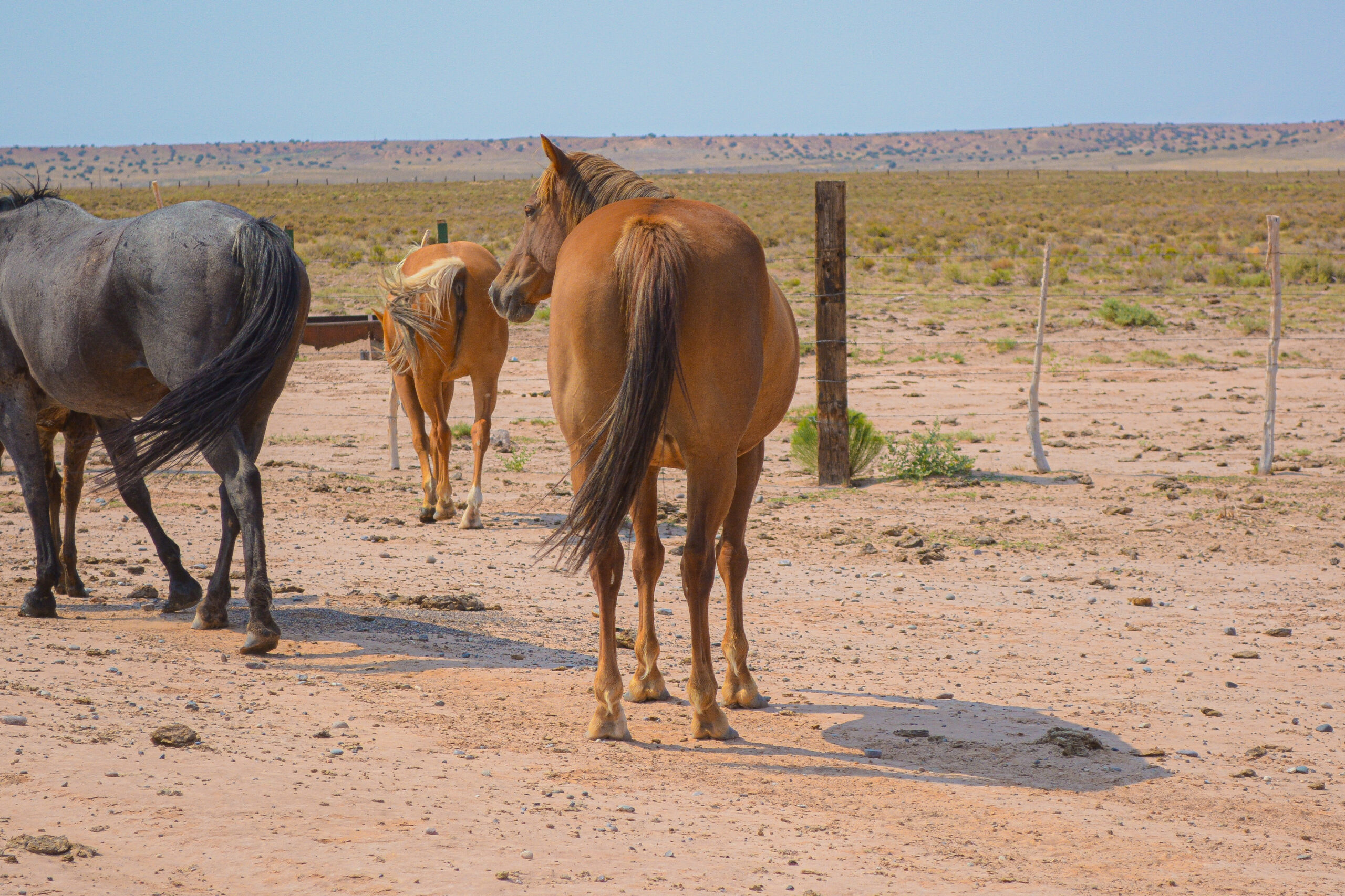 AQHA Red Dun Mare 
