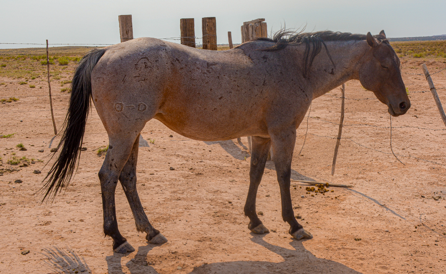 AQHA Bay Roan Mare
