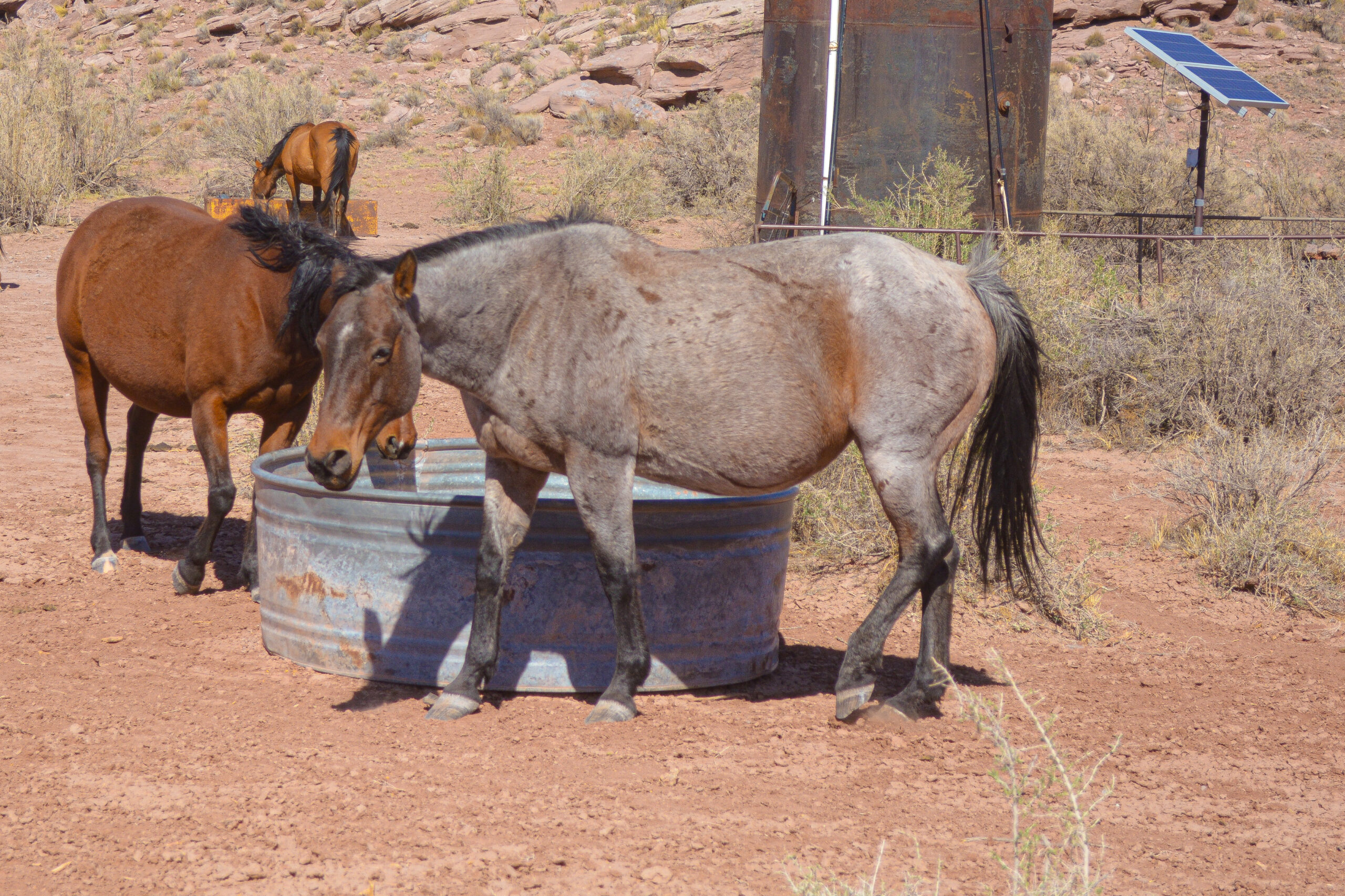 AQHA Bay Roan Mare