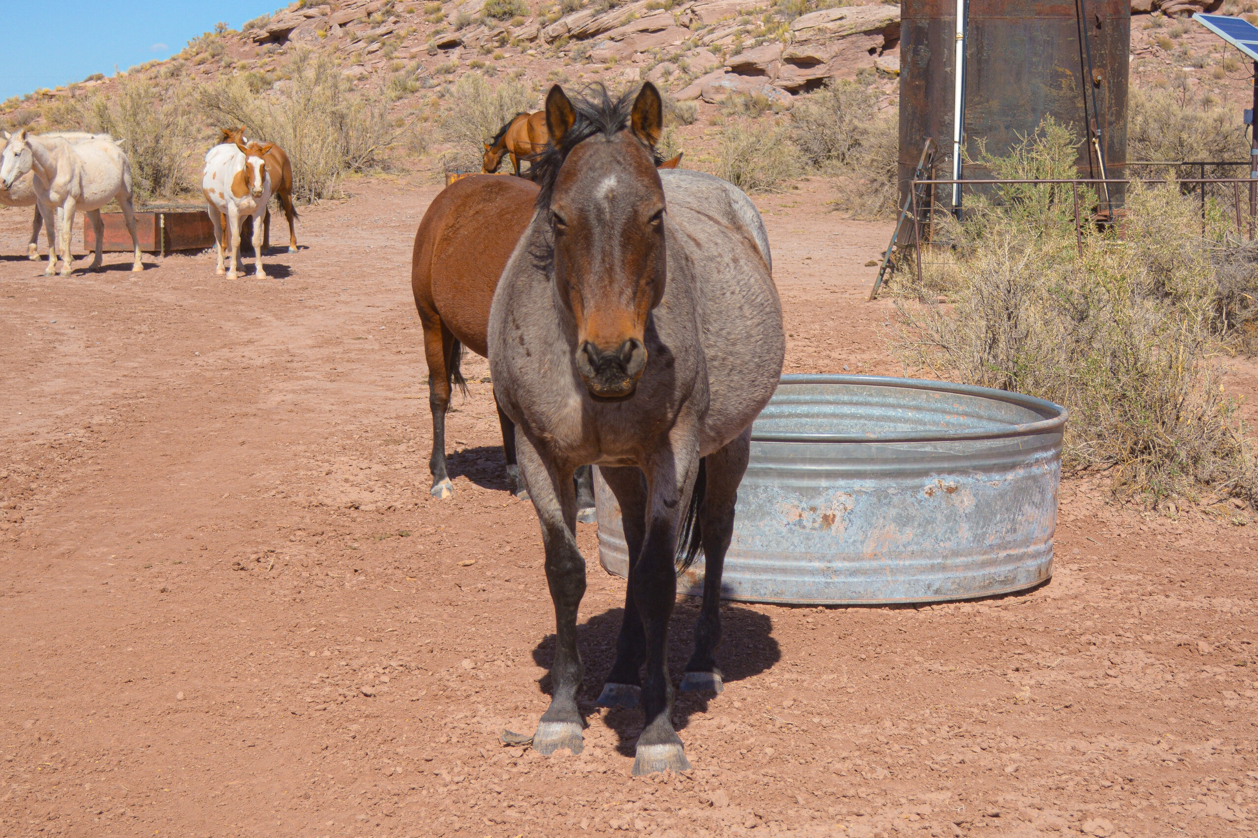 AQHA Bay Roan Mare