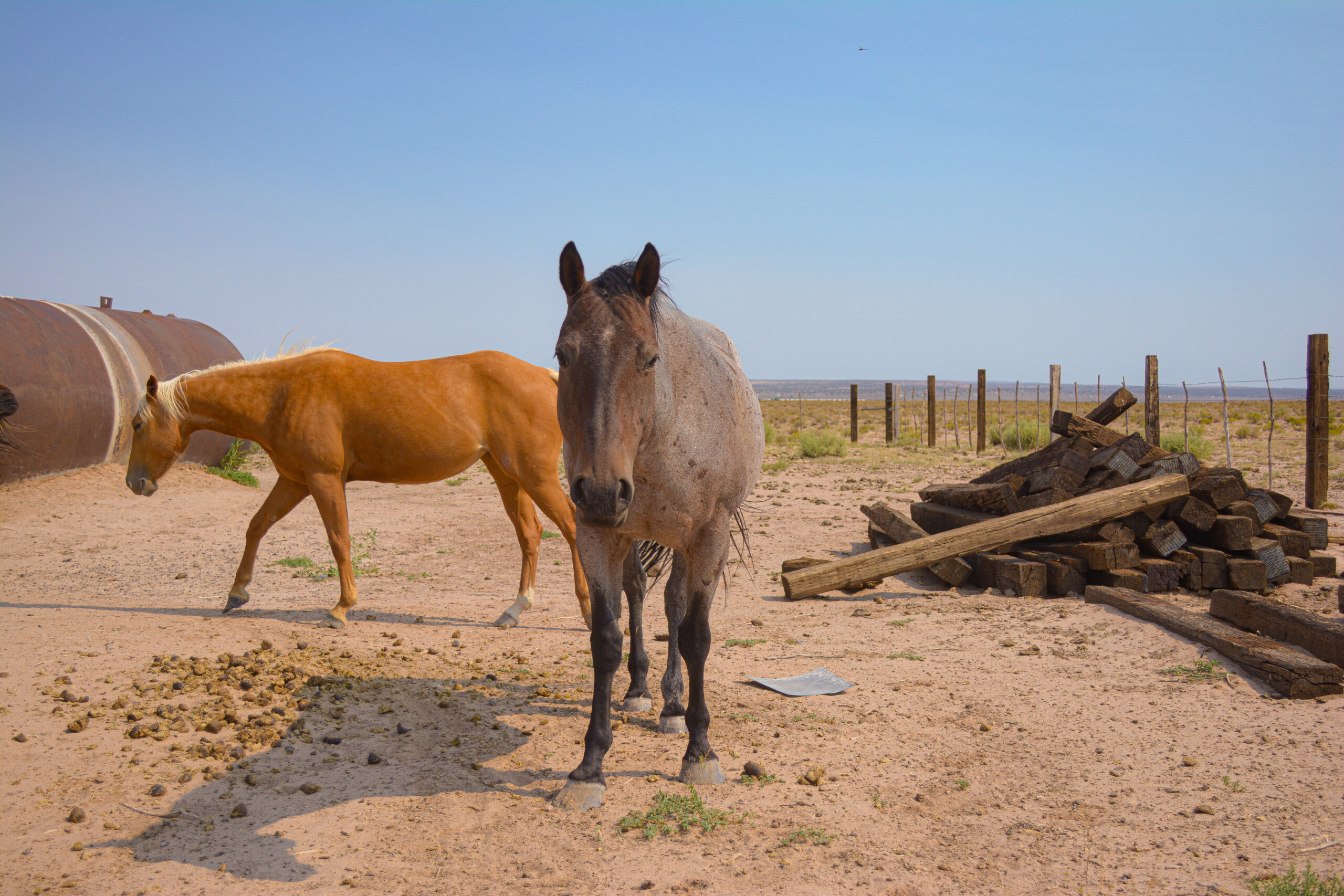 AQHA Bay Roan Mare