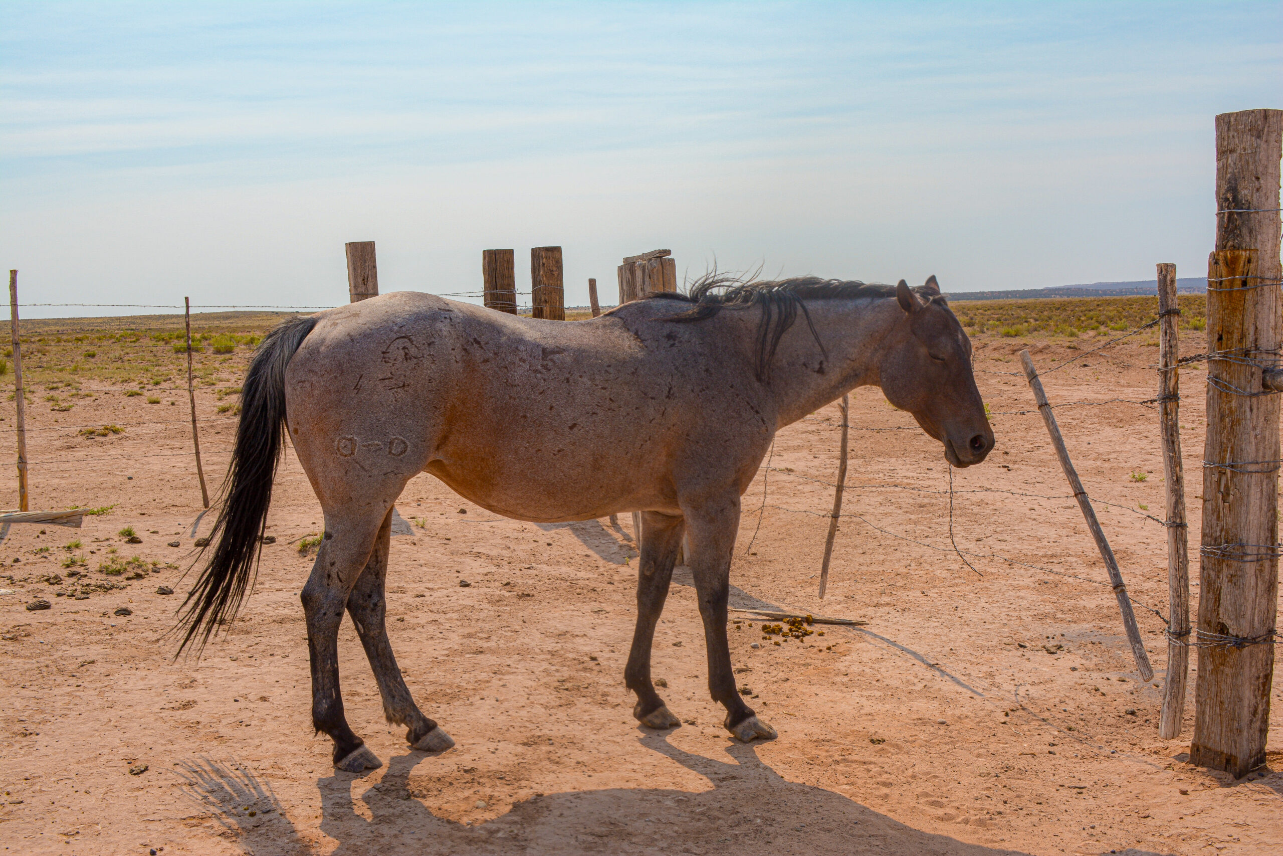 AQHA Bay Roan Mare