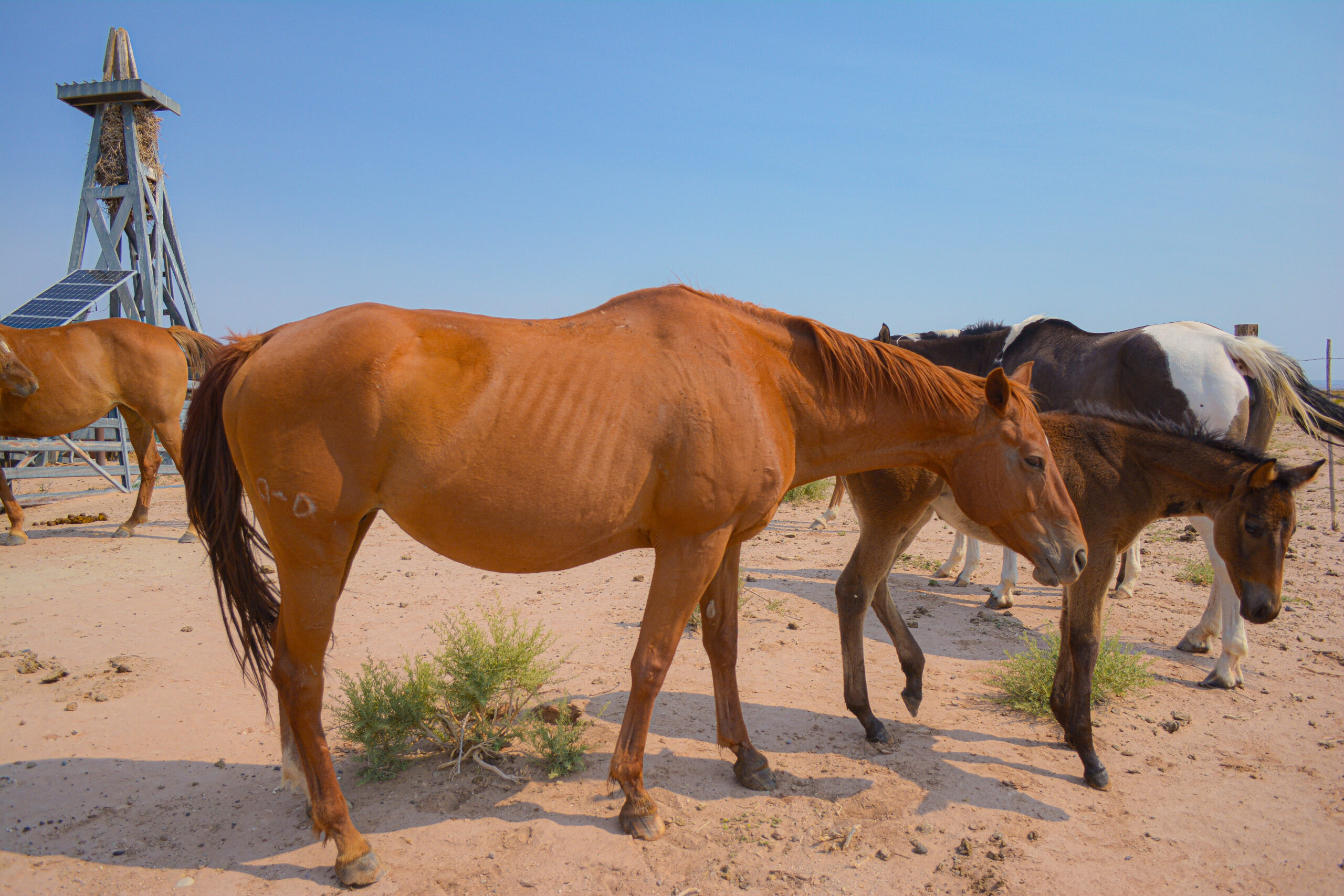 AQHA Sorrel mare