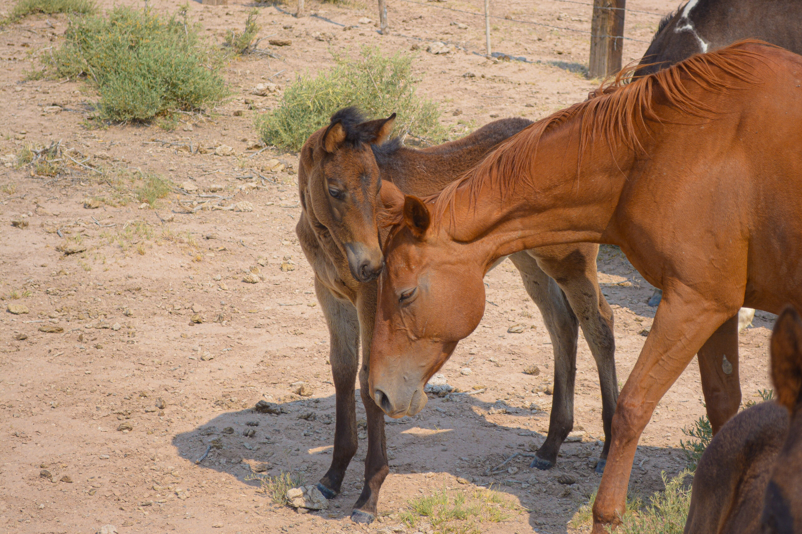 AQHA Sorrel mare