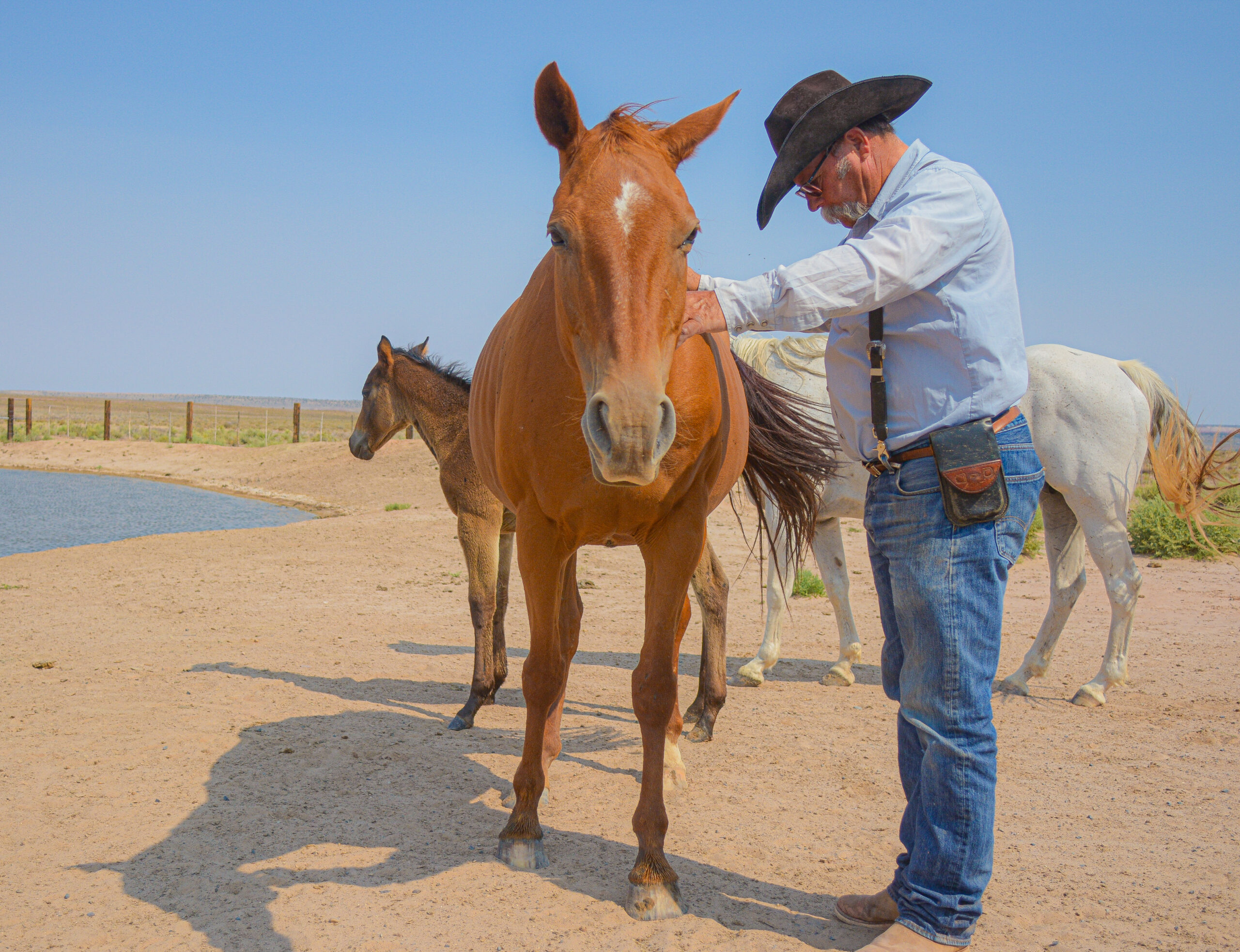 AQHA Sorrel mare