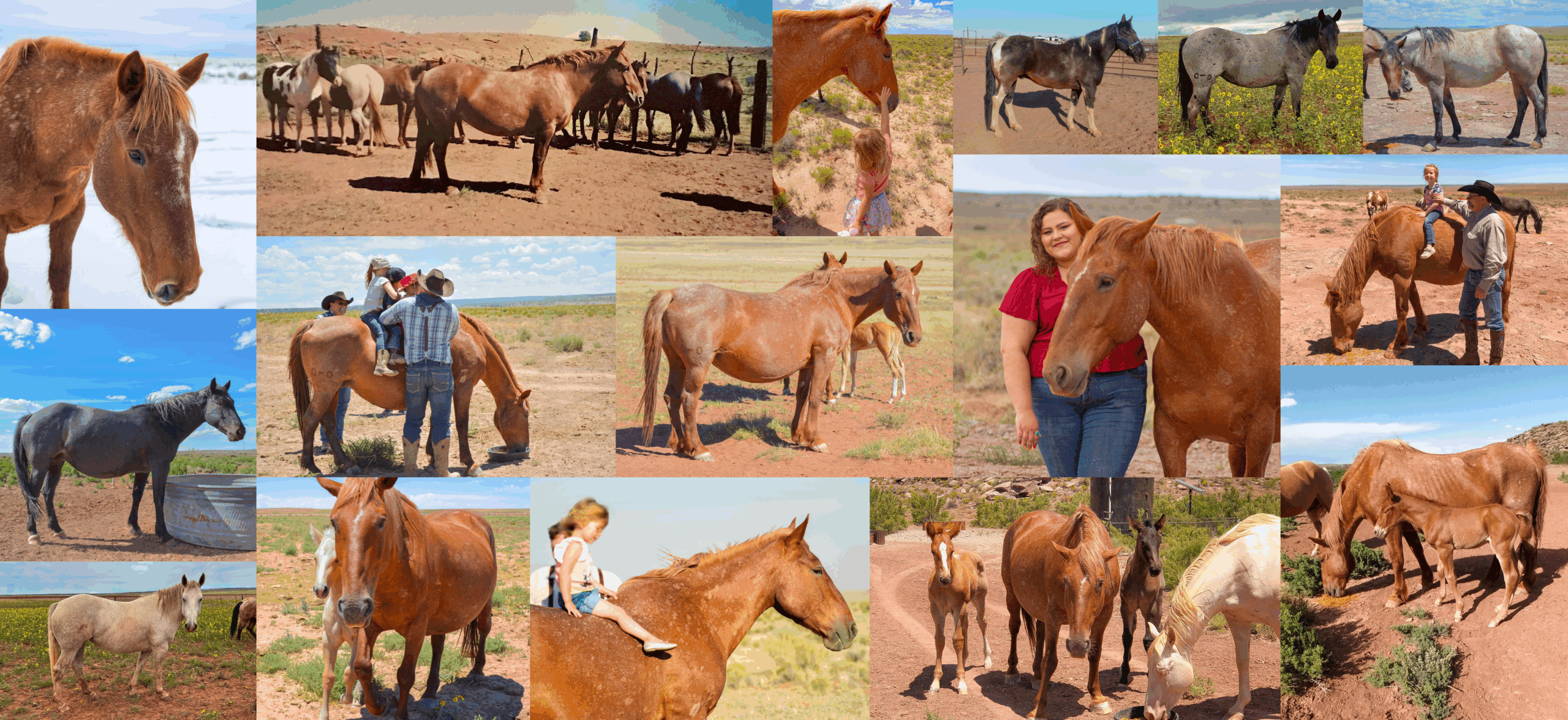 half draft Strawberry Roan Mare