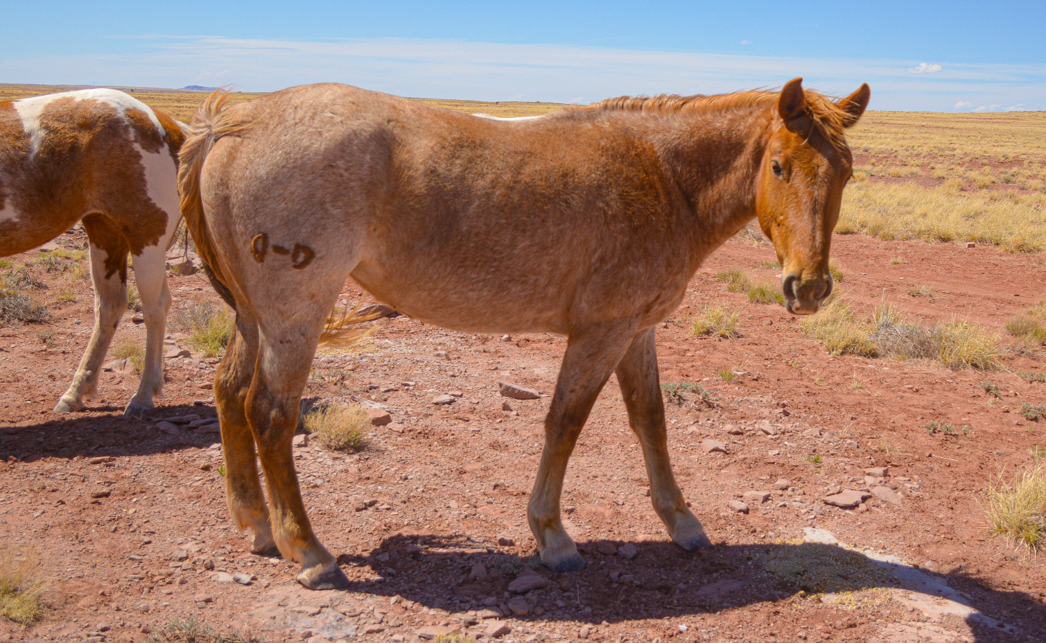 Strawberry Roan Part Draft