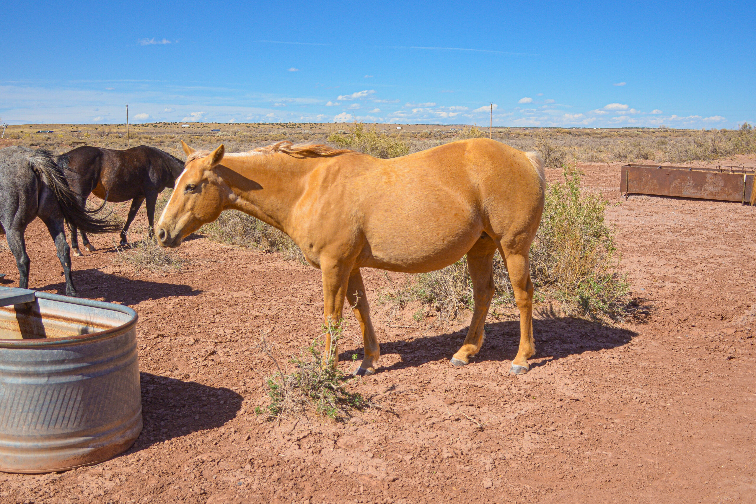 AQHA Palomino Mare