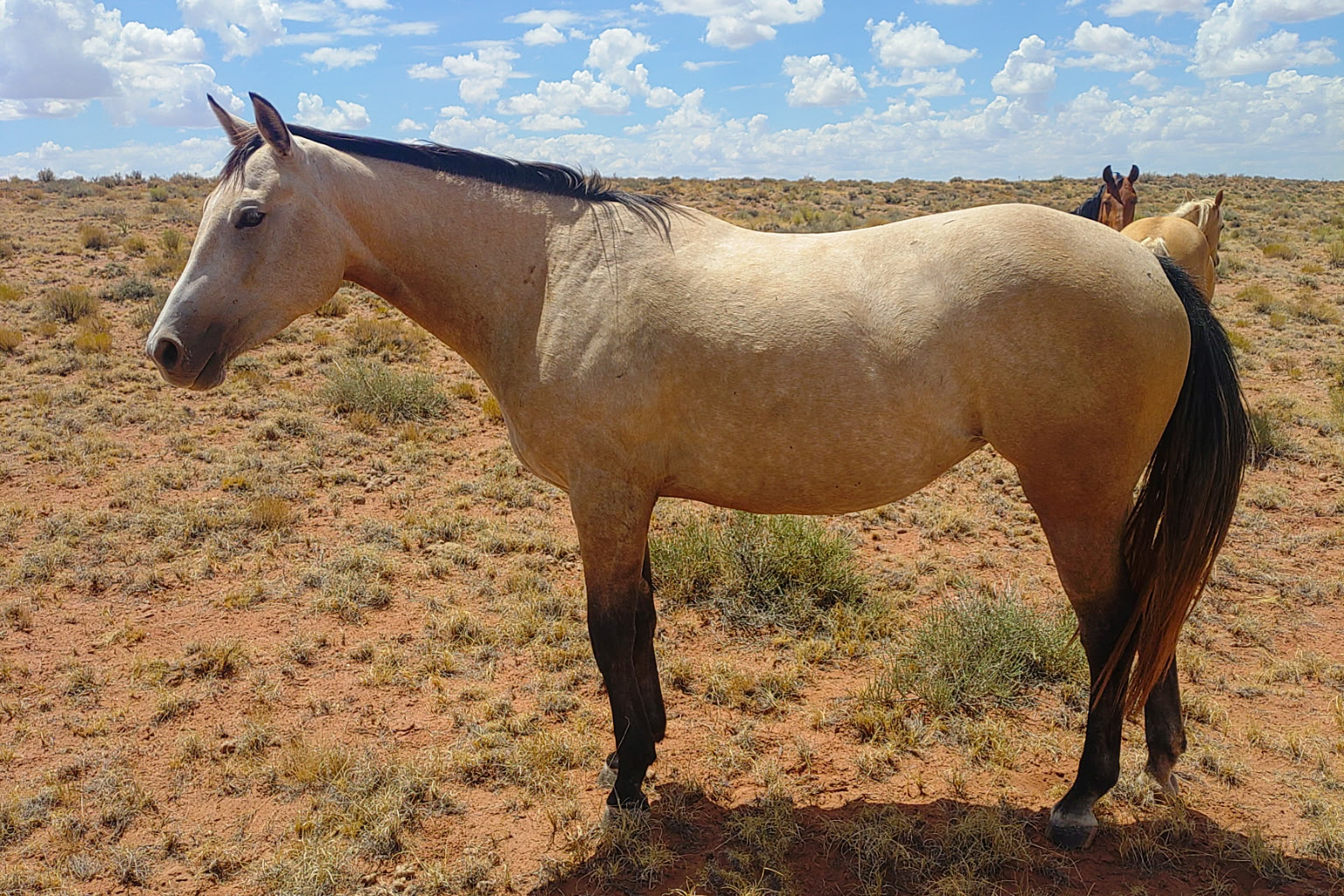 AQHA Buckskin Mare