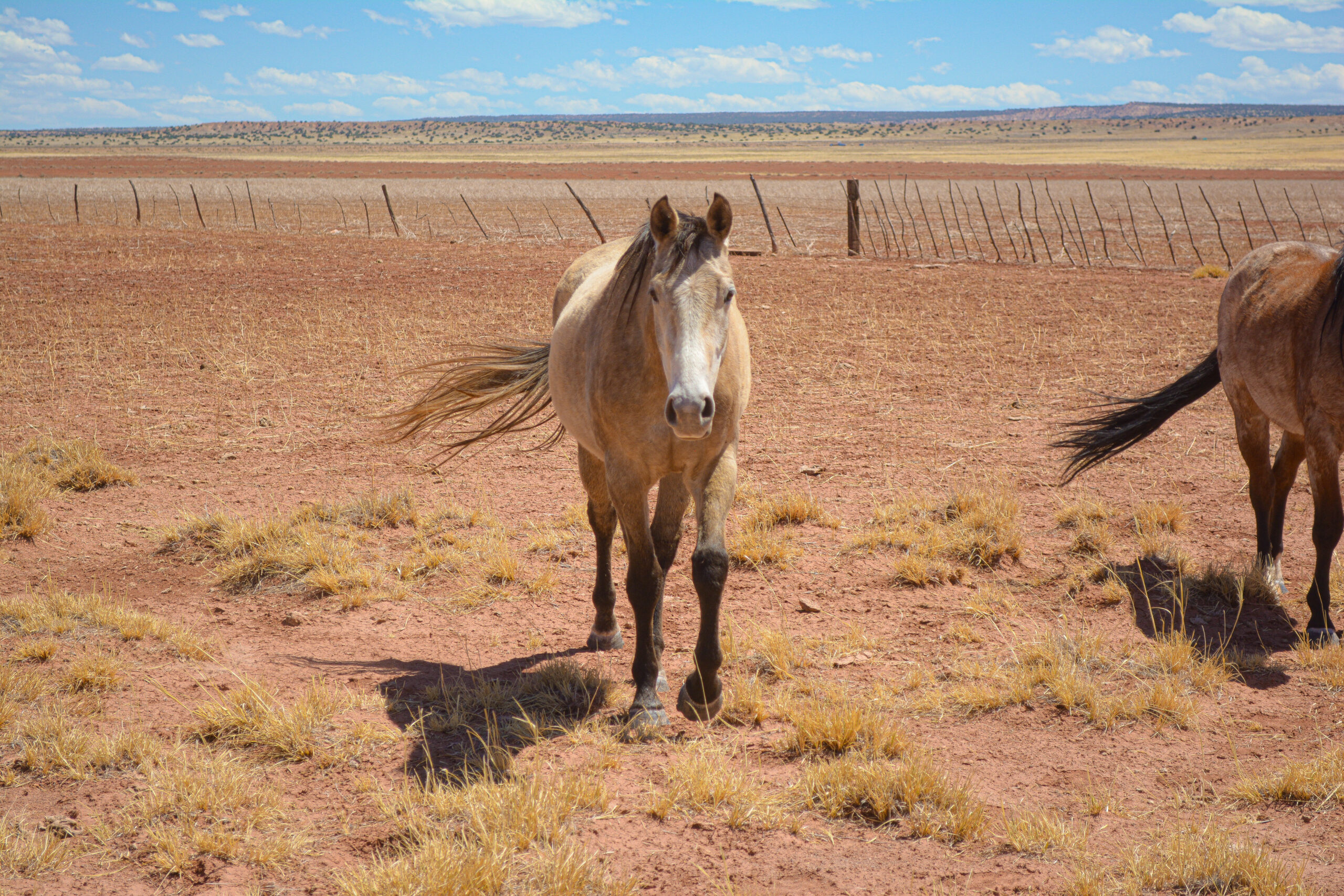 AQHA Buckskin Mare