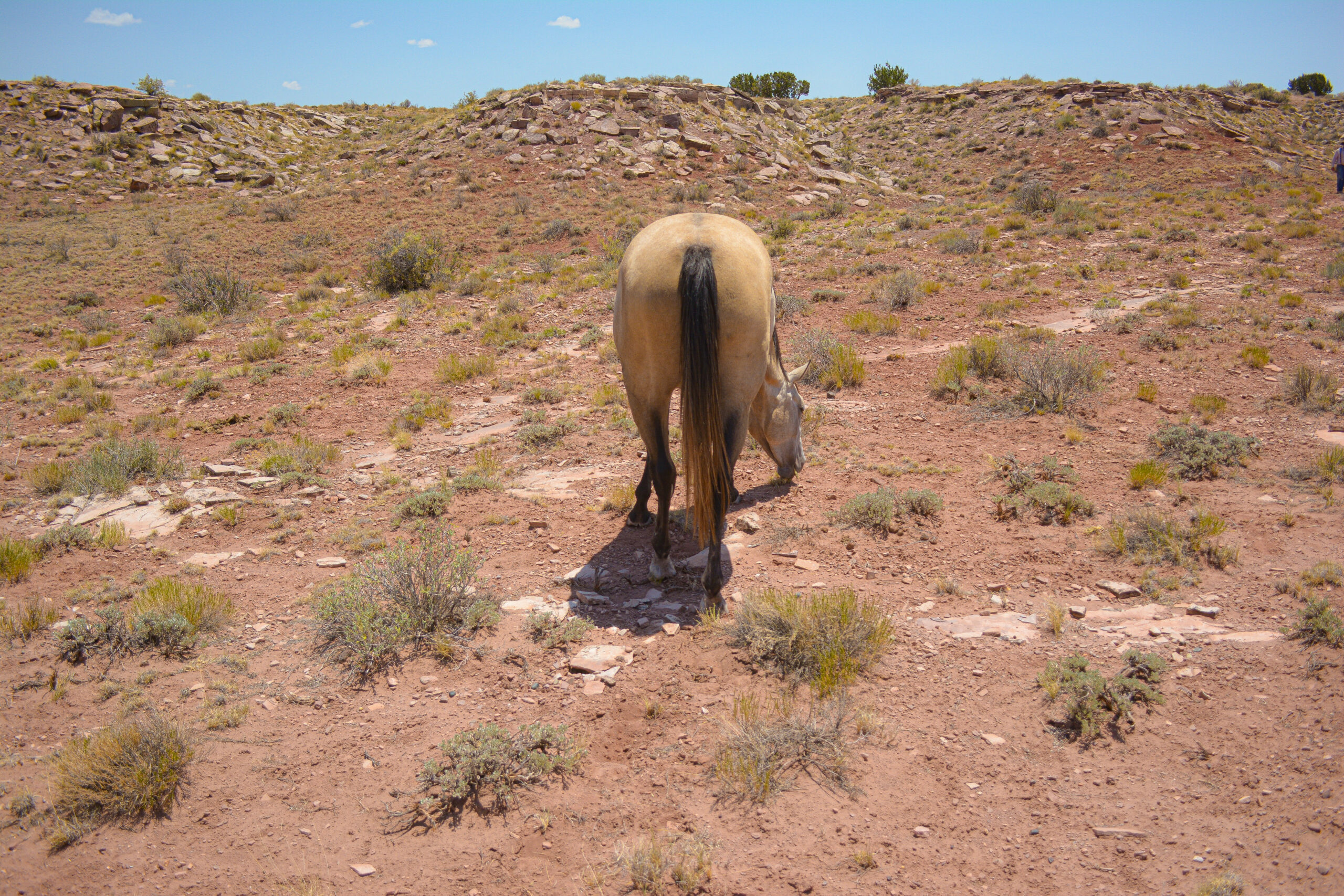 AQHA Buckskin Mare