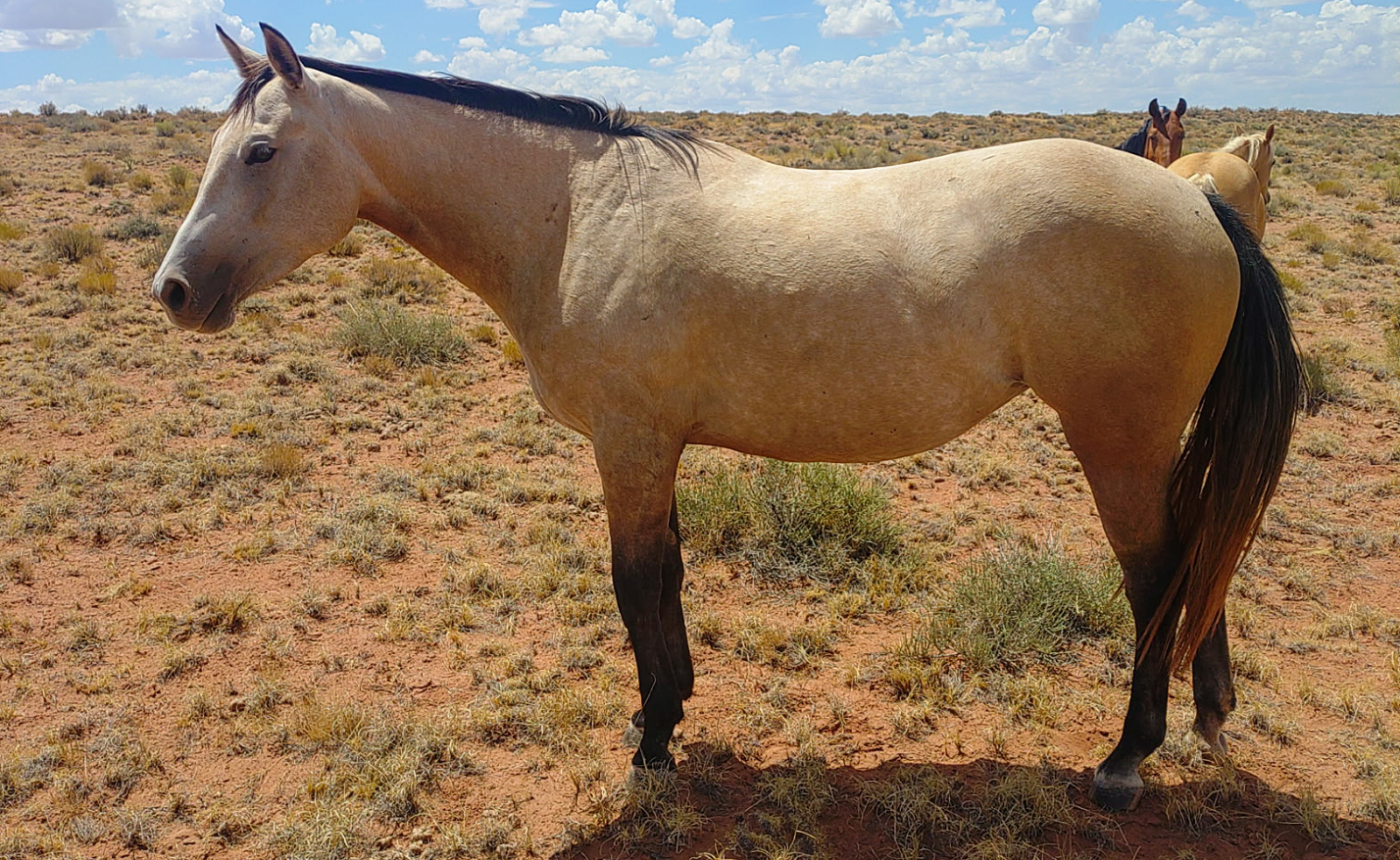 AQHA Buckskin Mare