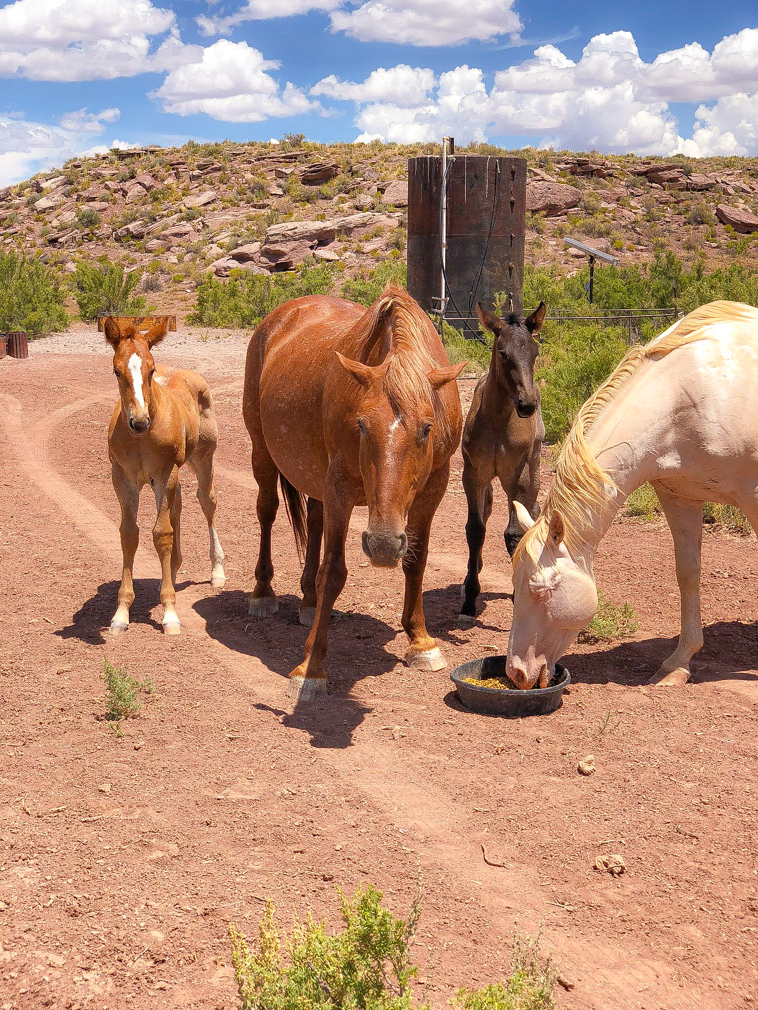 Strawberry Roan Part Draft 