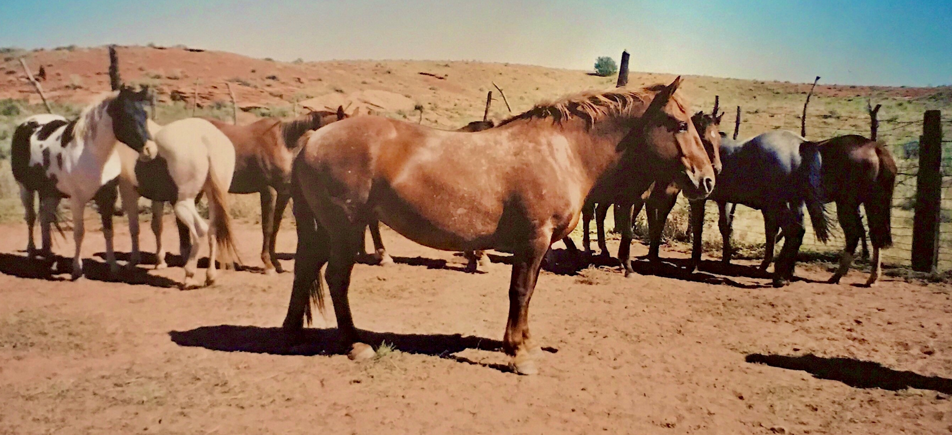 Strawberry Roan Part Draft 
