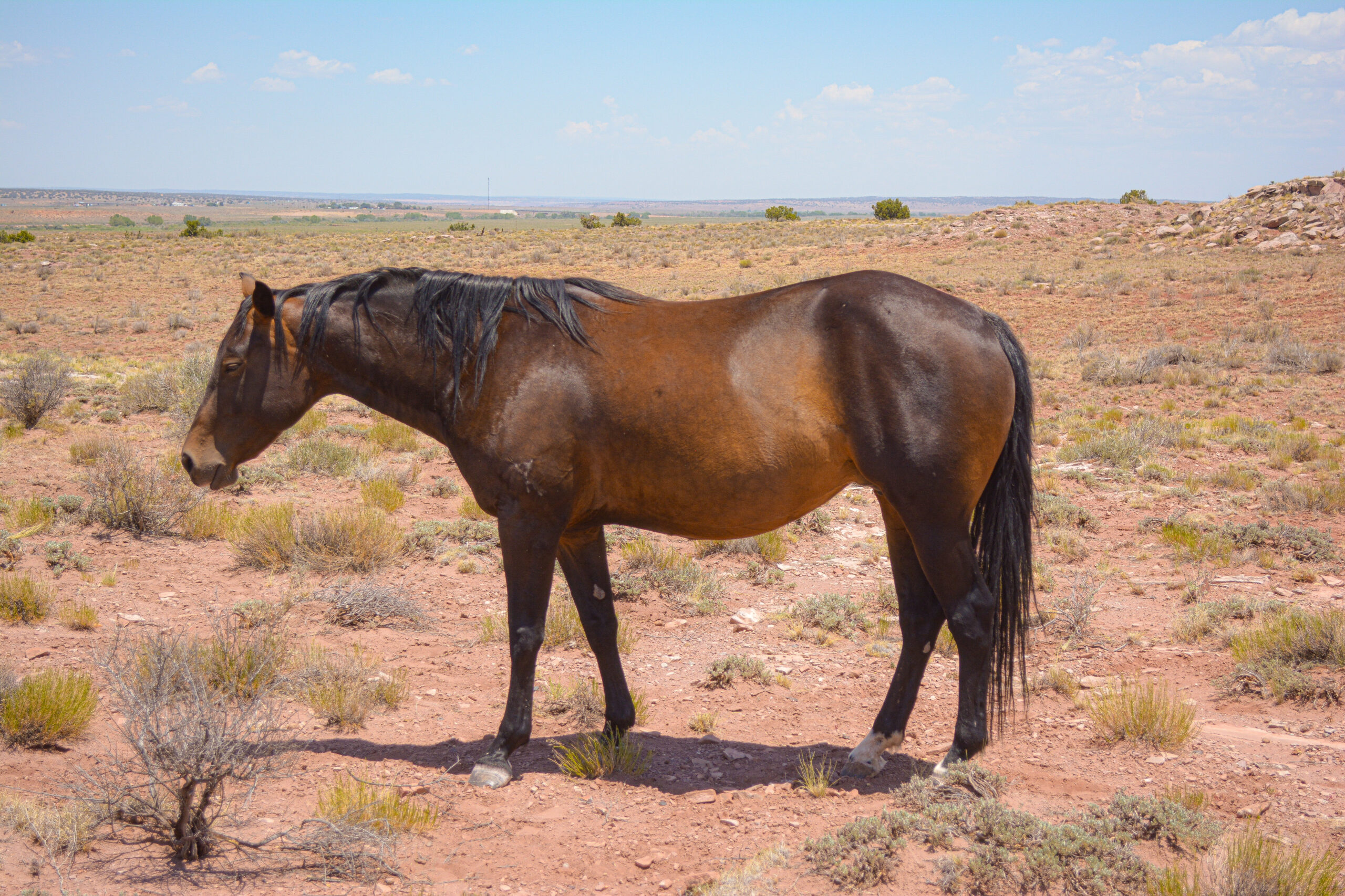 AQHA Brown Mare