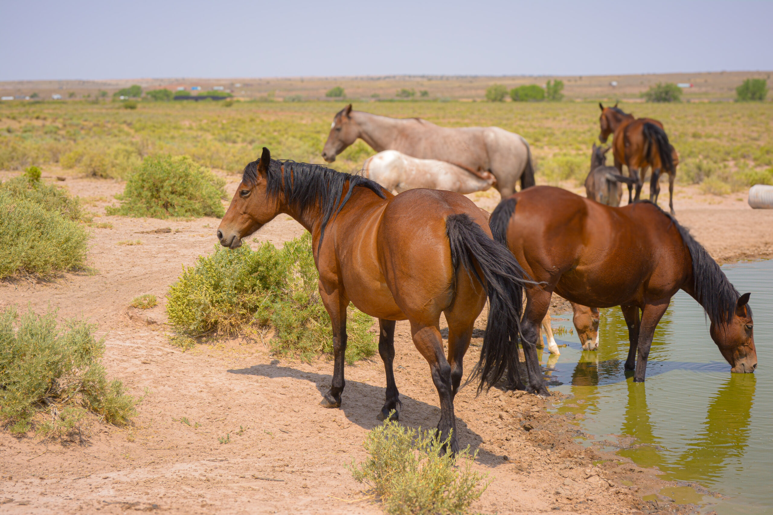 AQHA Bay Mare