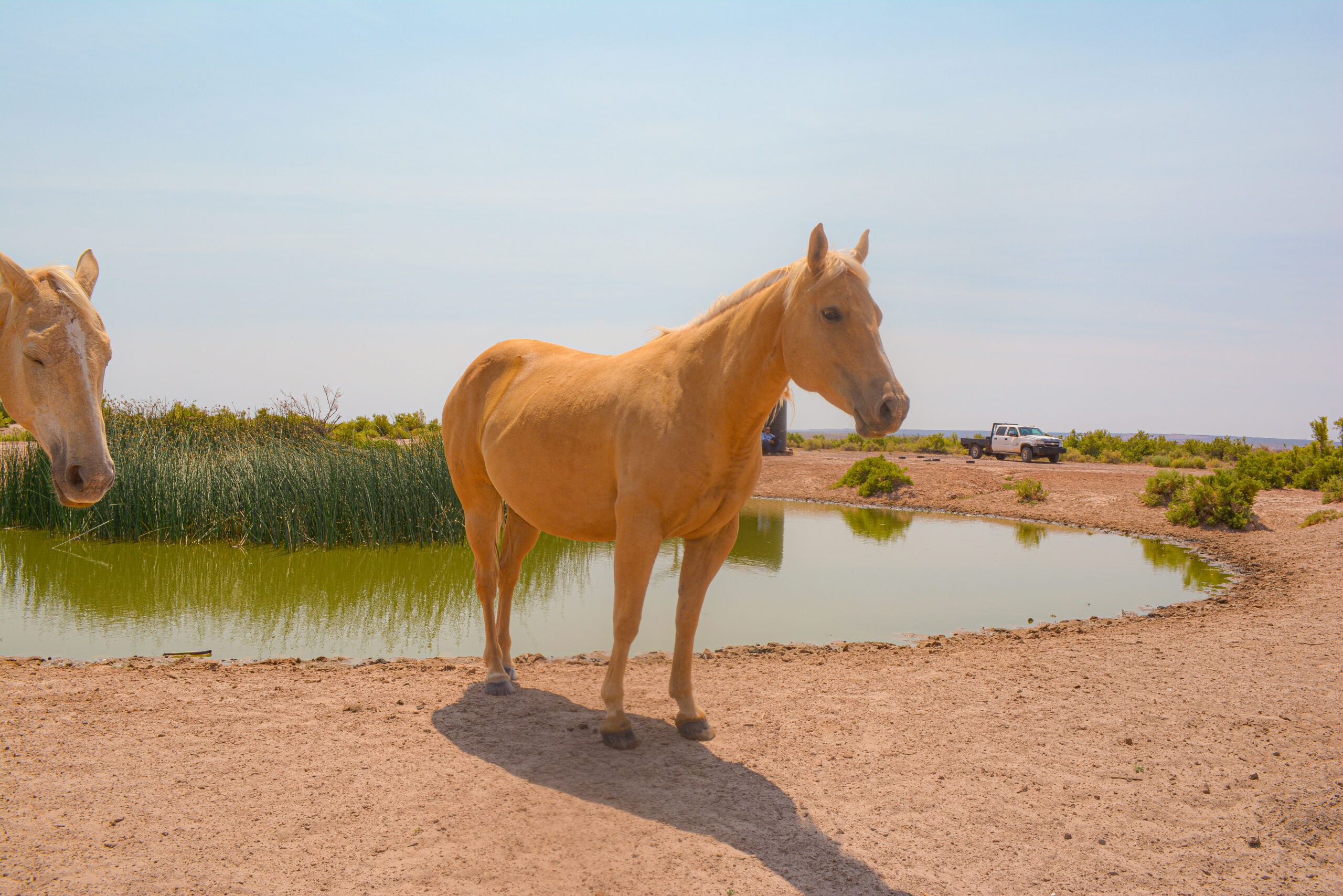 AQHA Palomino Mare