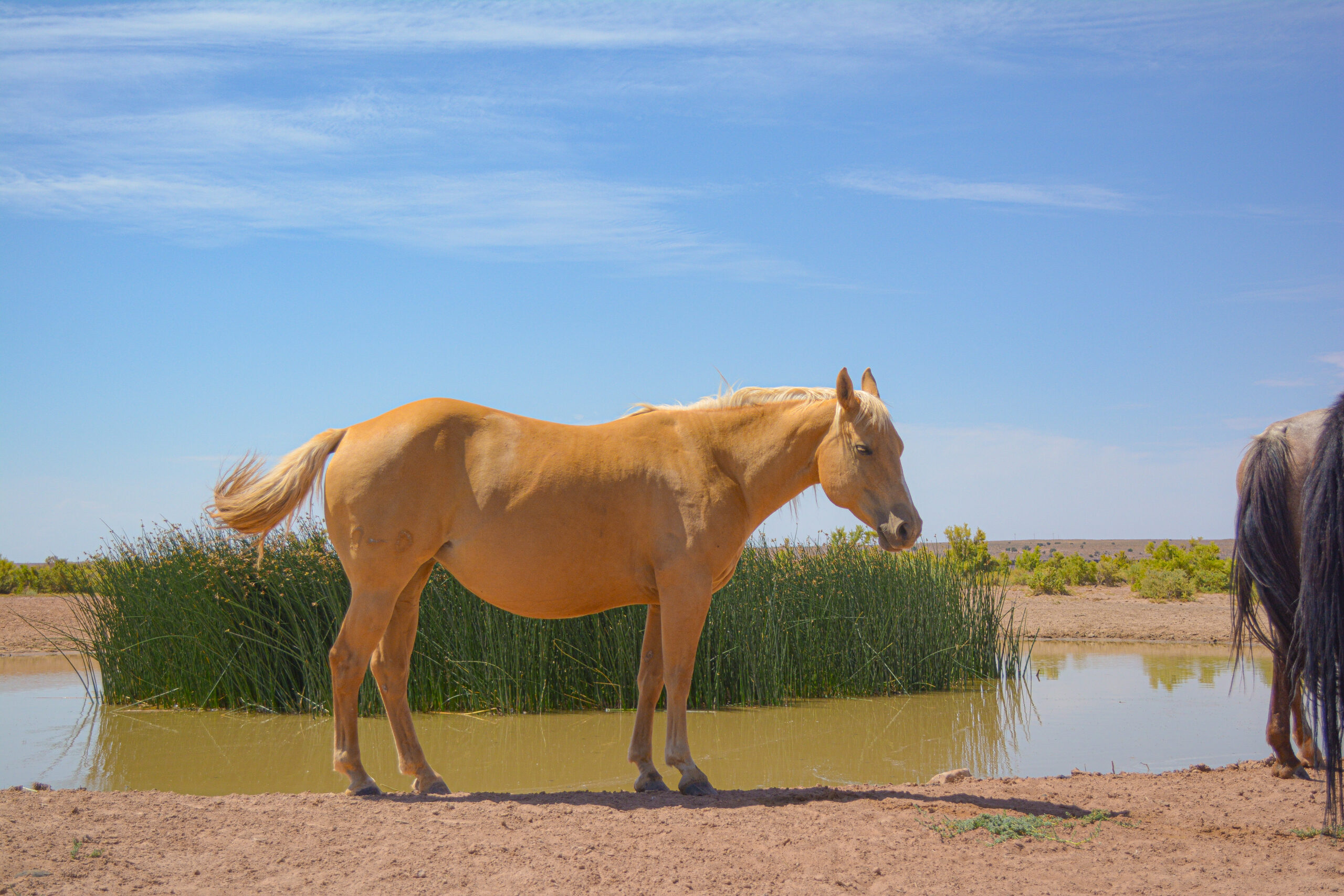 AQHA Palomino Mare