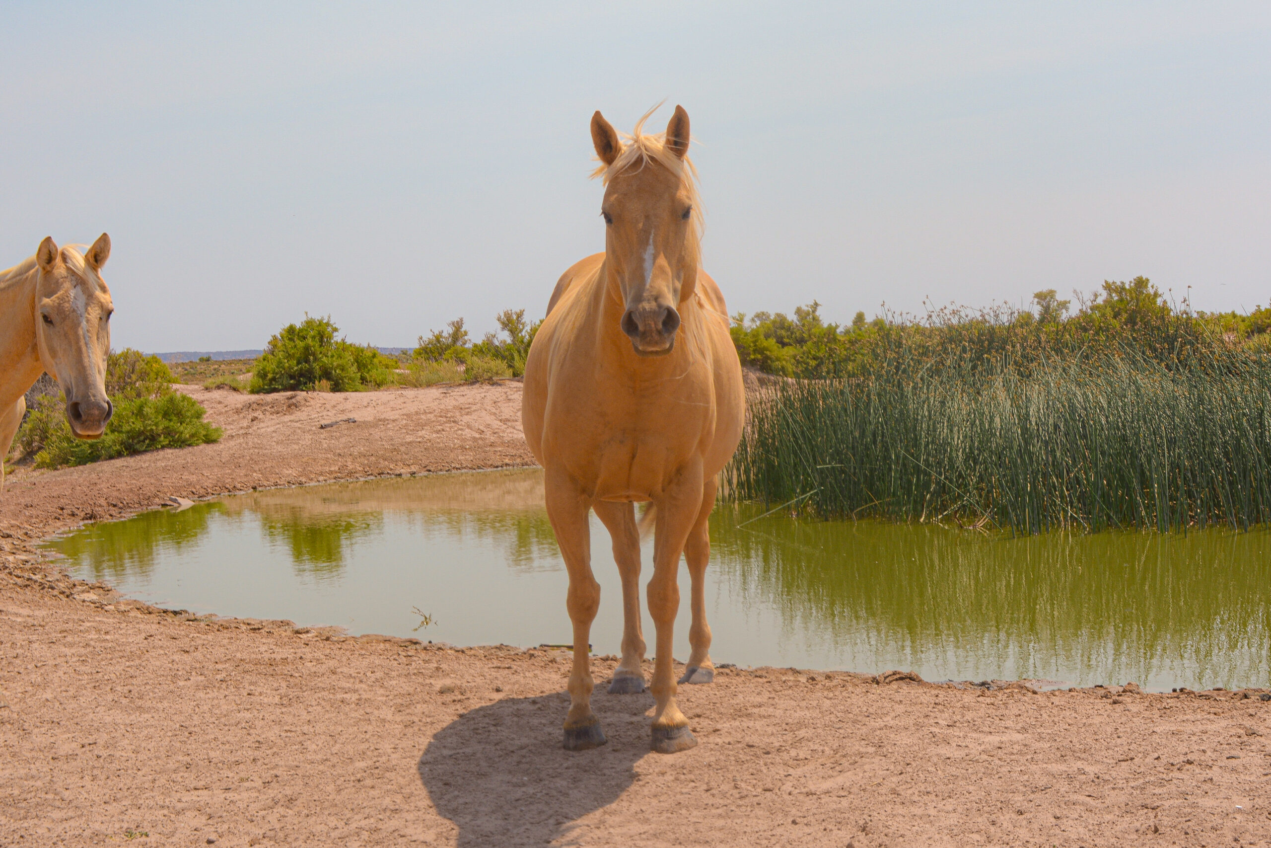 AQHA Palomino Mare