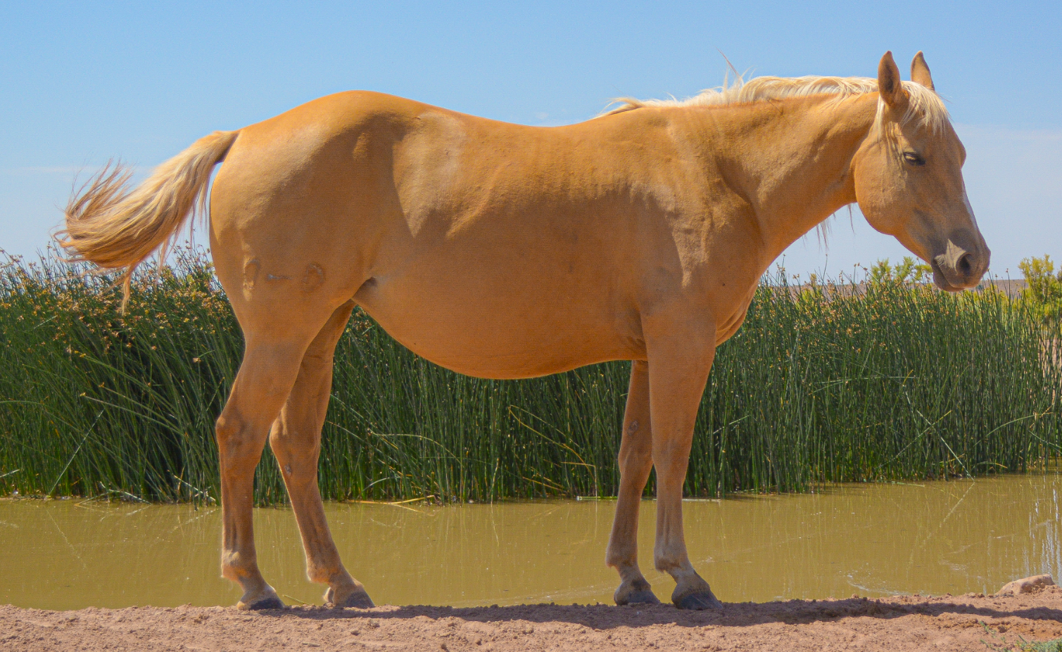 AQHA Palomino Mare
