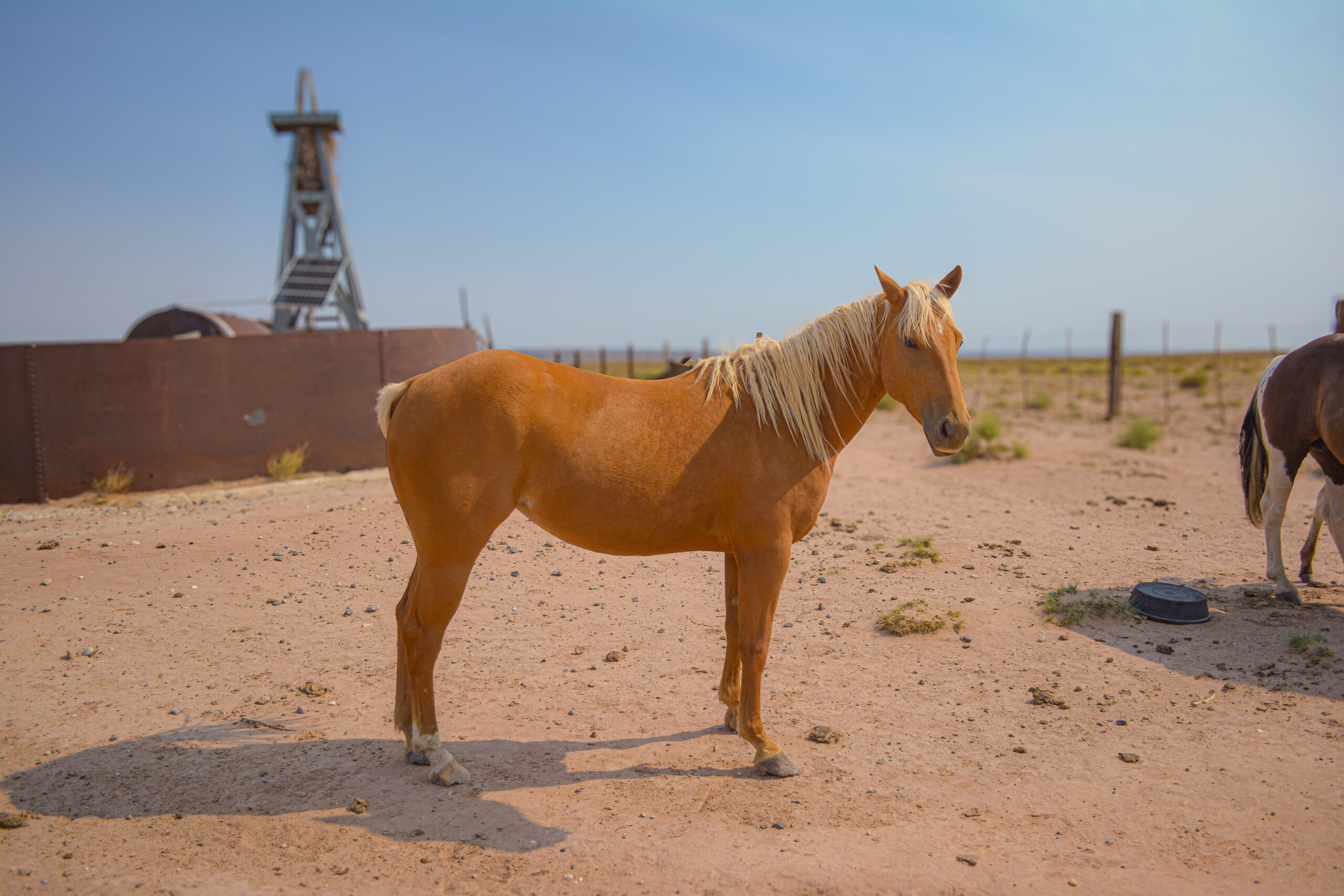 AQHA Palomino Mare