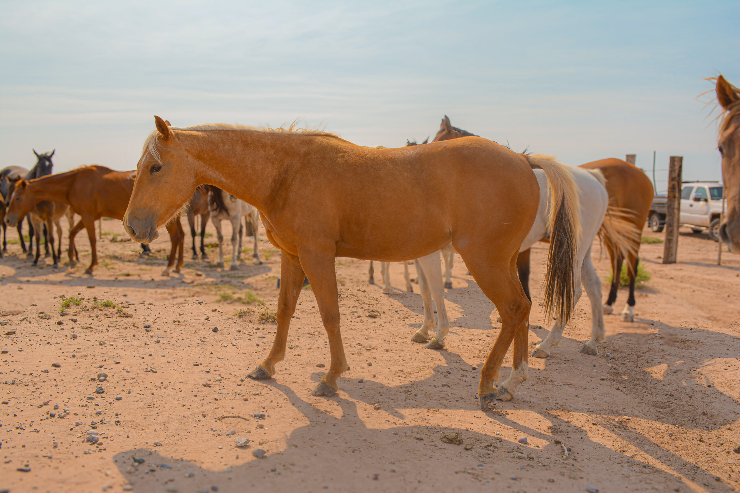 AQHA Palomino Mare