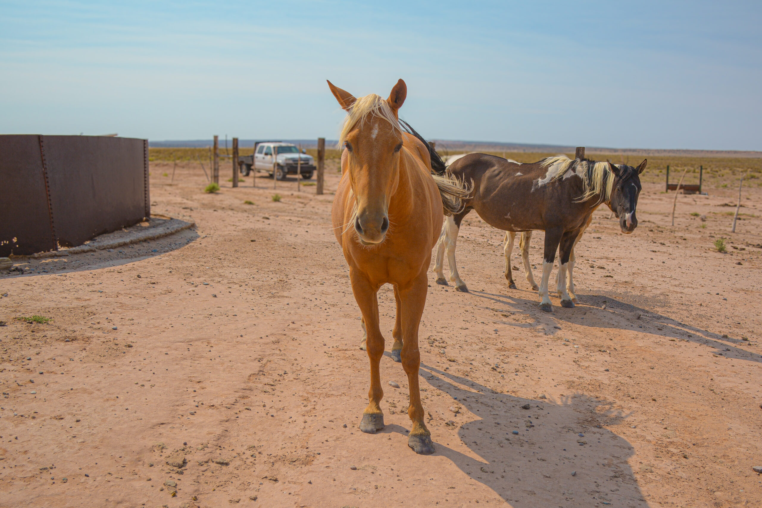 AQHA Palomino Mare