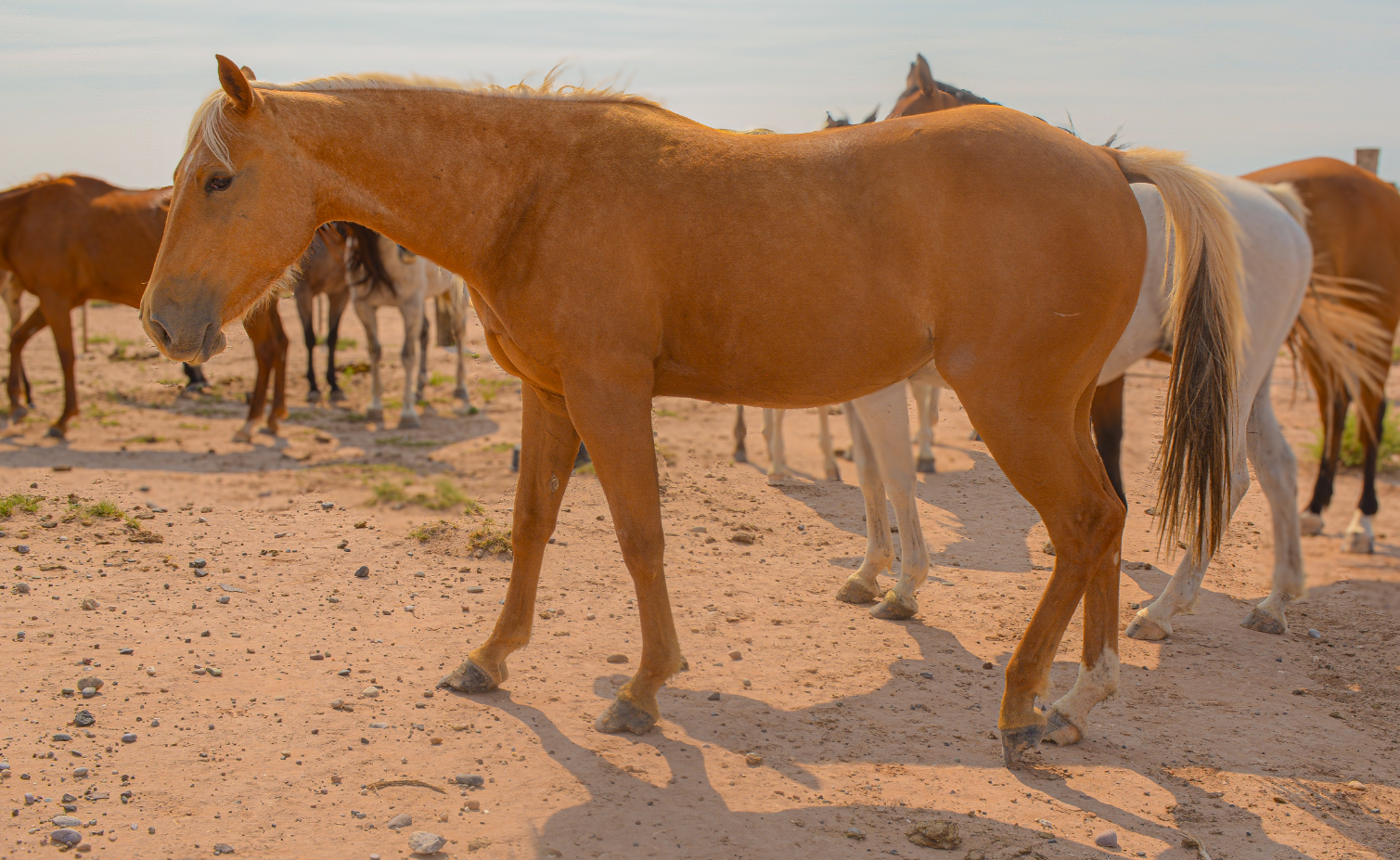 AQHA Palomino Mare