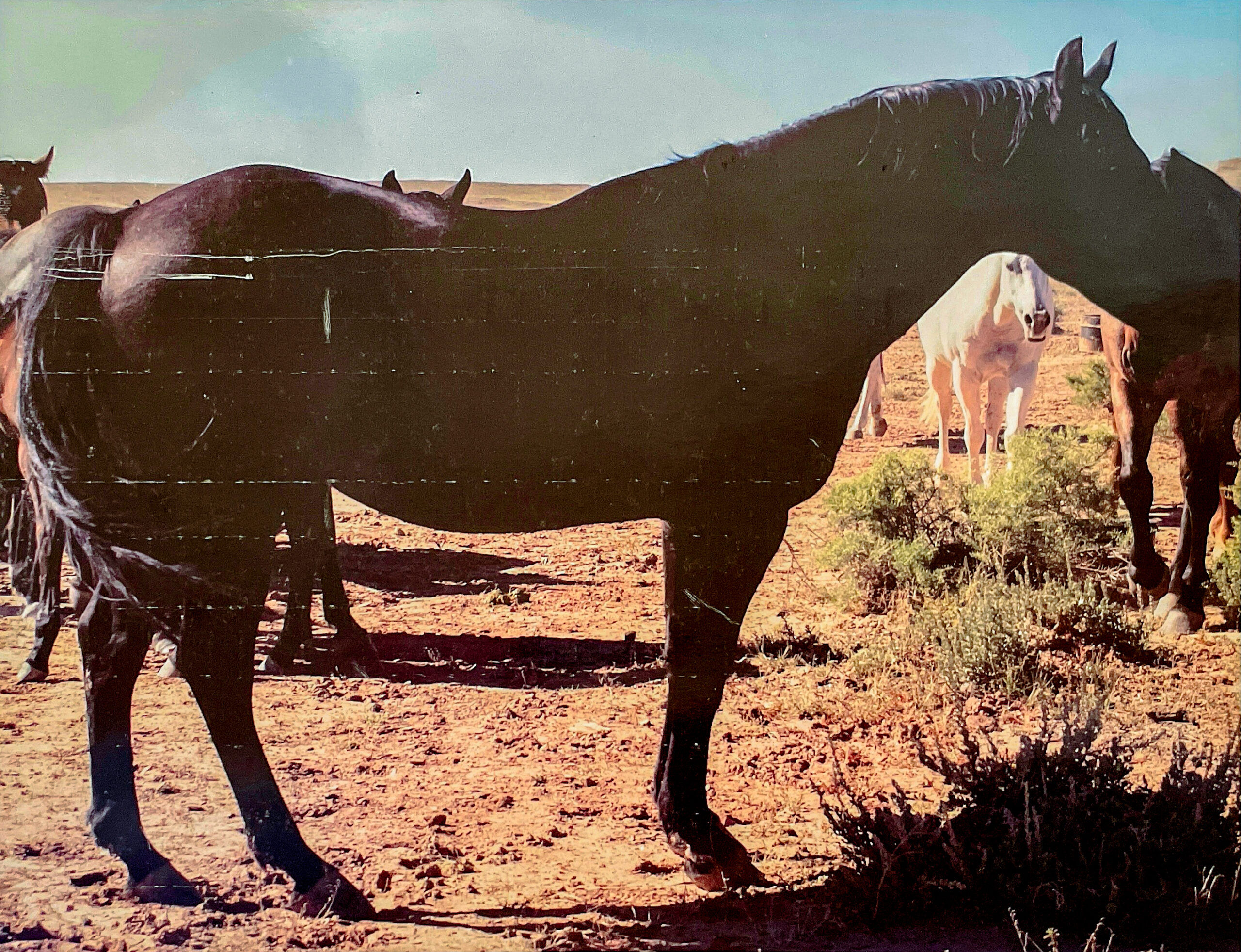 AQHA Black Dun Stud