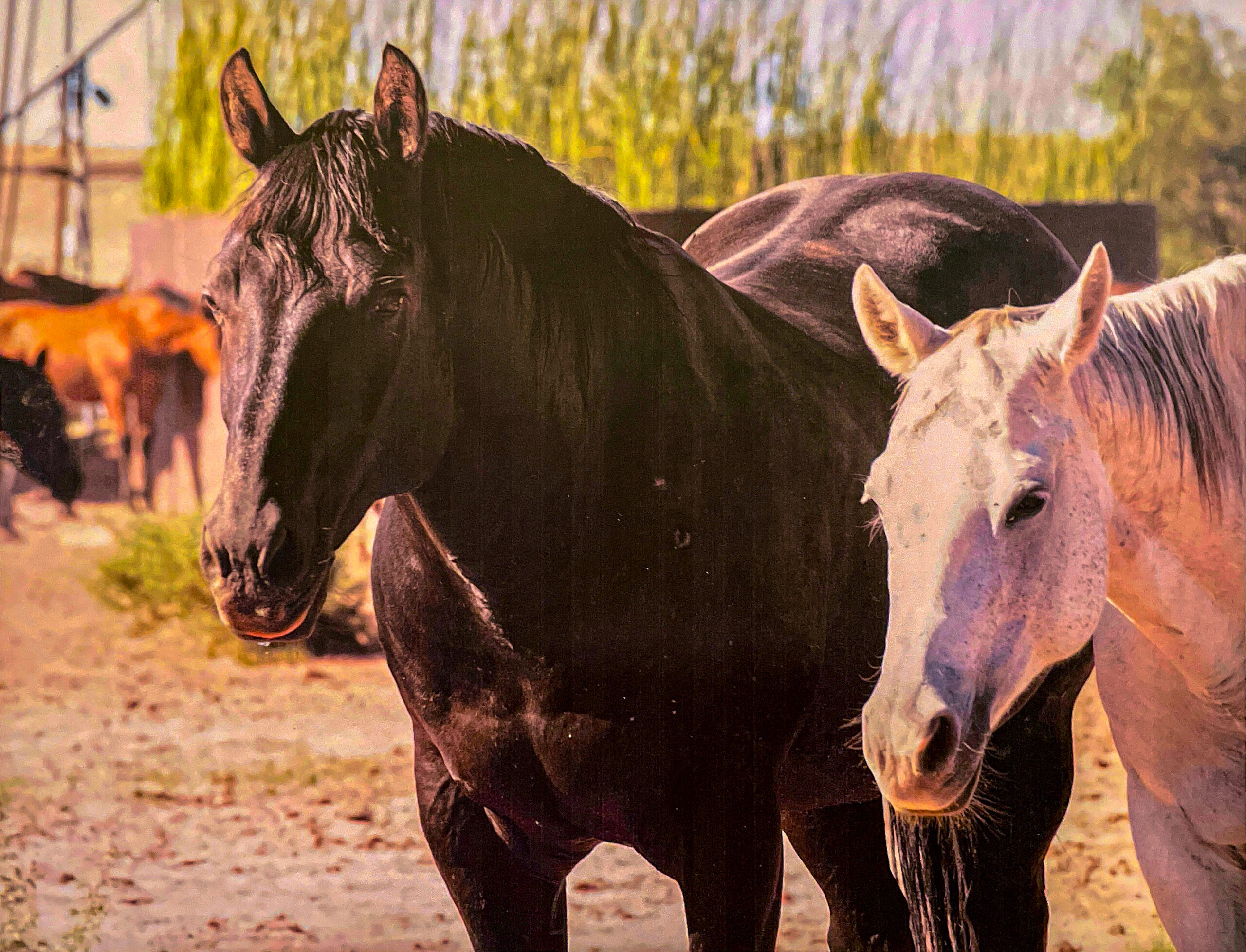AQHA Black Dun Stud