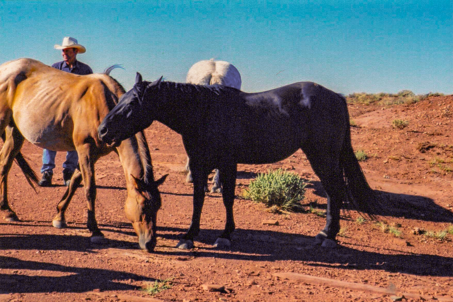 AQHA Black Dun Stud