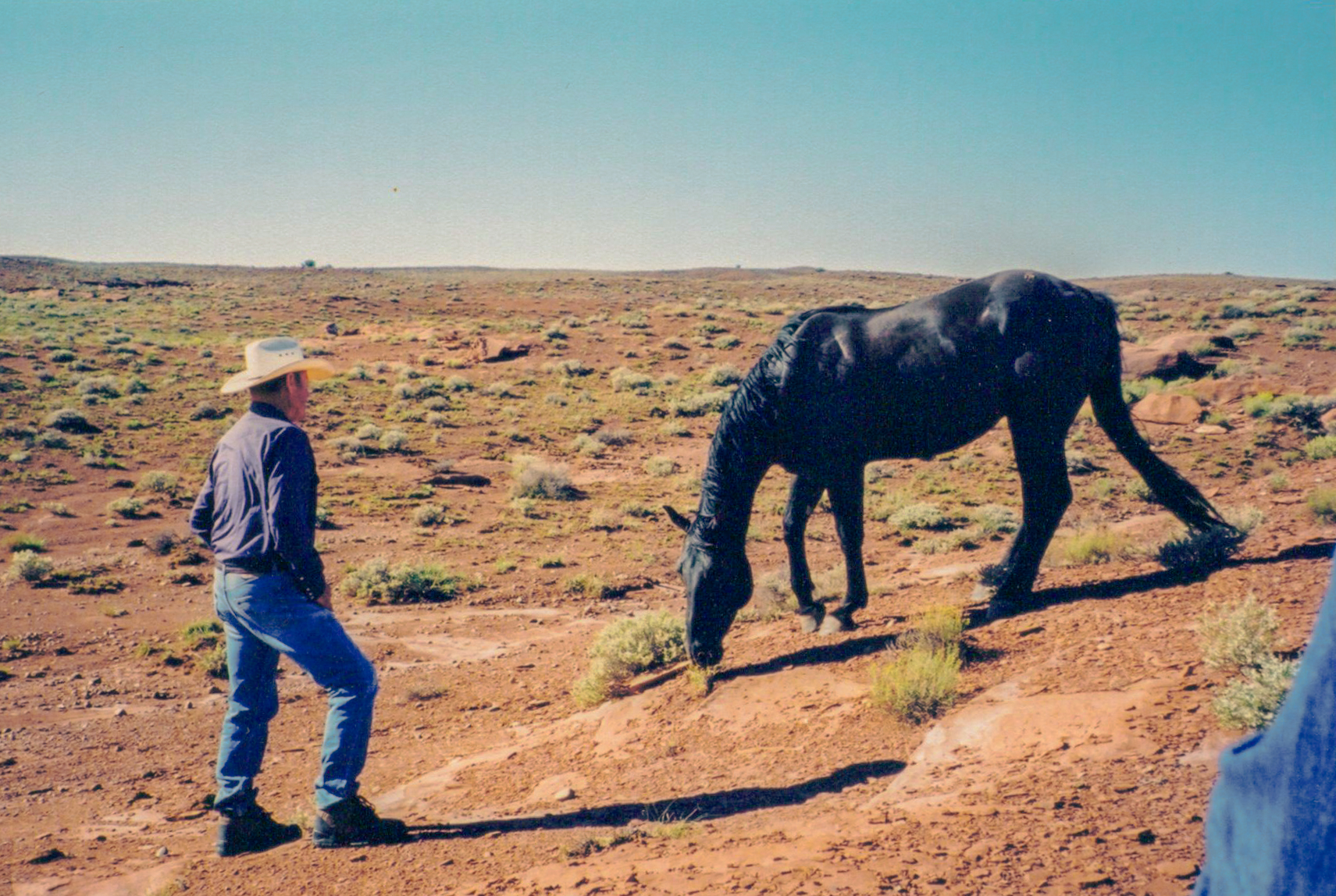 AQHA Black Dun Stud